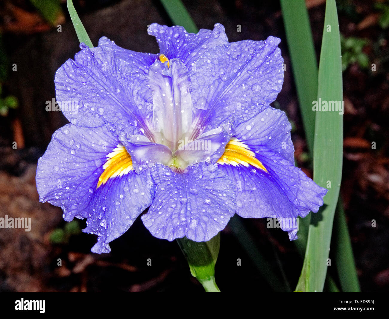 Lila / violett Blume des Louisiana Iris gelb Streifen auf Blütenblätter mit Regentropfen auf Blütenblätter dunklen braunen Hintergrund beschichtet Stockfoto