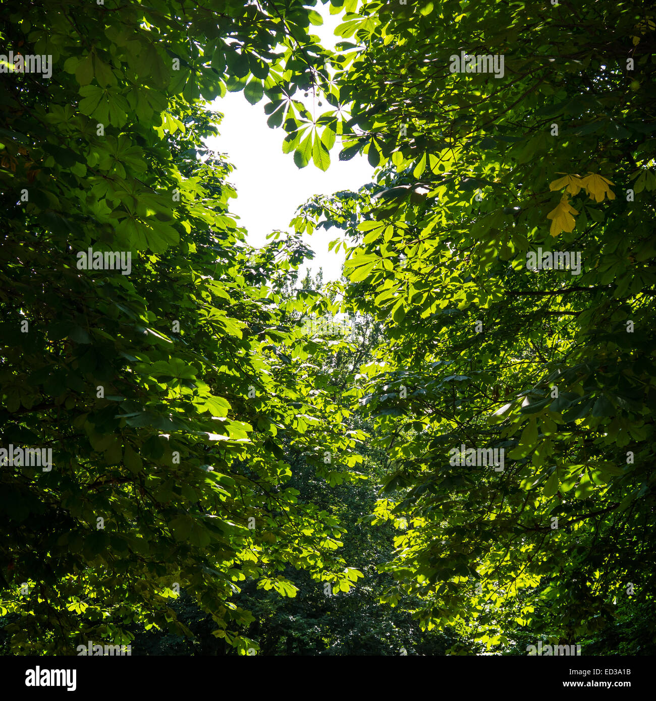 grüne Blätter eines Baumes im Sommer Stockfoto grüne Blätter eines Baumes im Sommer Stockfoto