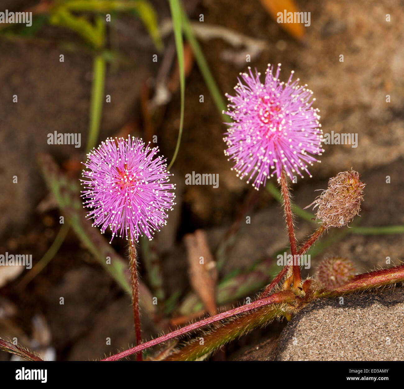 Leuchtend rosa Blüten von Mimosa Pigra, eine invasive Unkrautarten verursacht Umweltschäden im Northern Territory von Australien Stockfoto