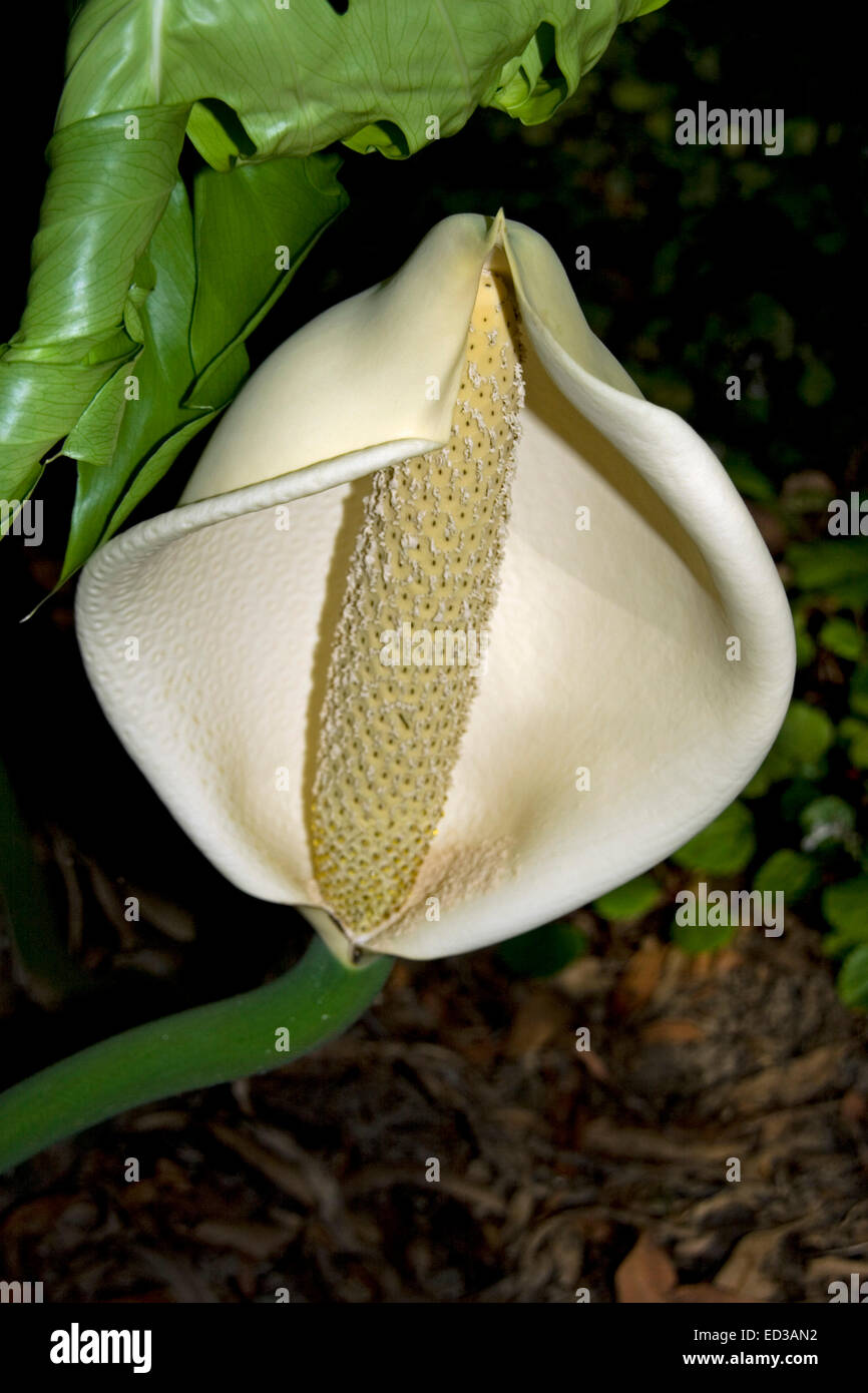 Groe Blte der Monstera Deliciosa, Obst Salat Pflanze mit cremigen weien  Spatha Bltenstnden und vor einem dunklen Hintergrund im Garten in  Australien Stockfotografie - Alamy
