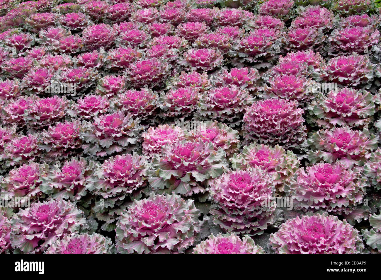 Dekorative Masse Anbau von Zierpflanzen Grünkohl / Kohl, Brassica Oleracea, mit Rüschen lila, kräftiges Rosa & grünen Laub Stockfoto