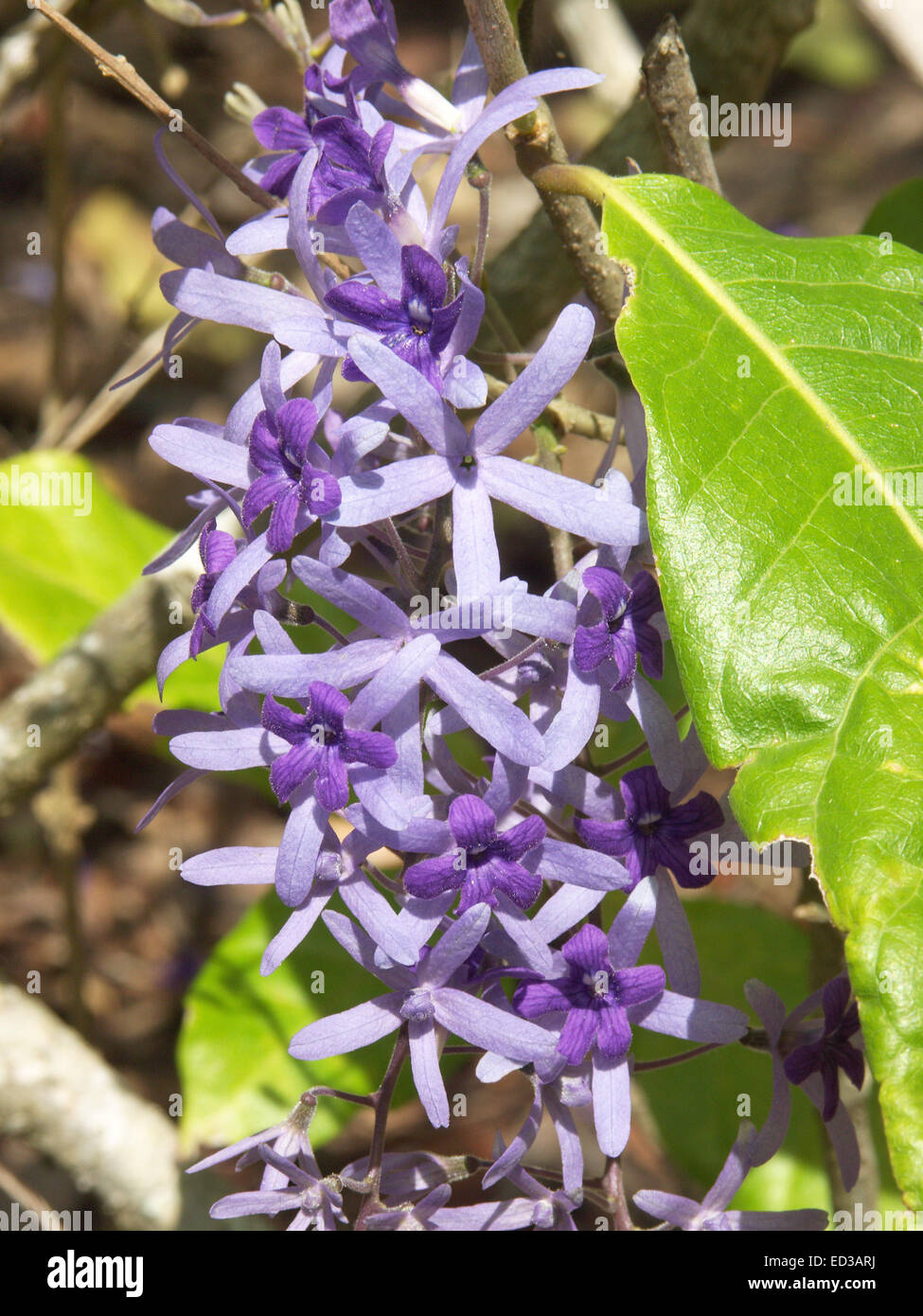 Langen Blütenstand von leuchtend violetten Blüten & lila Hochblätter der Kletterpflanze Petrea Volubilis, lila Kranz mit Smaragd grünen Blättern Stockfoto