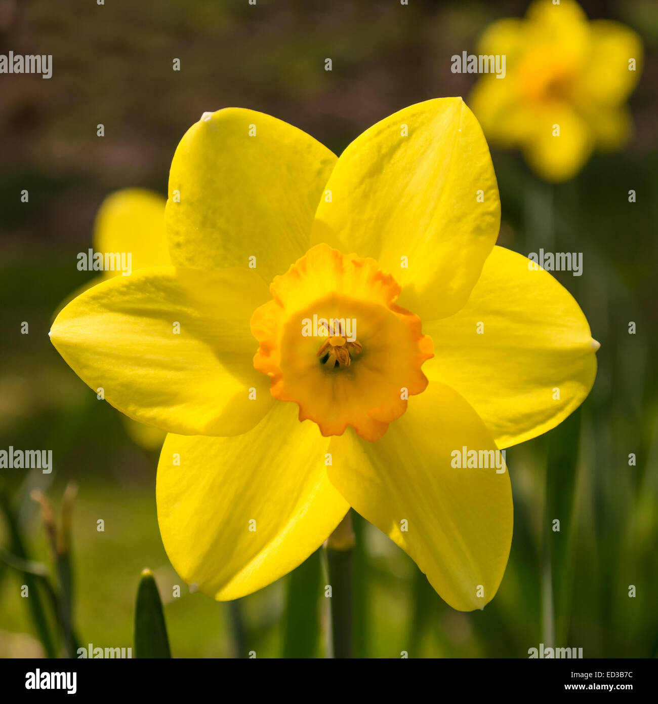 eine gelbe Narzissen auf einer Wiese im Frühling Stockfoto eine gelbe Narzissen auf einer Wiese im Frühling Stockfoto
