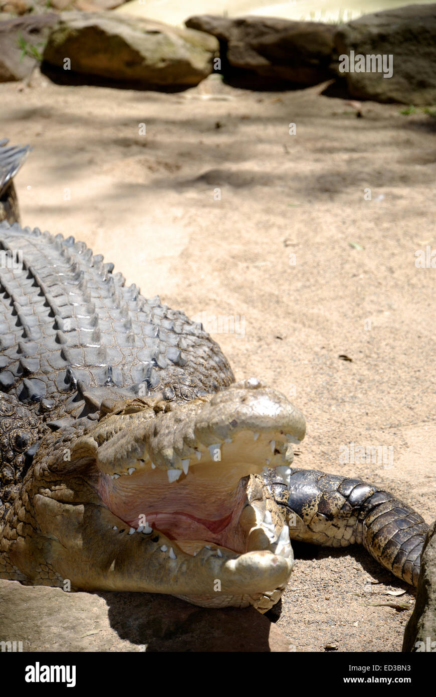 Einzelnes Krokodil. Foto war taked im Featherdale Wildlife Park in Sydney, Australien. Stockfoto