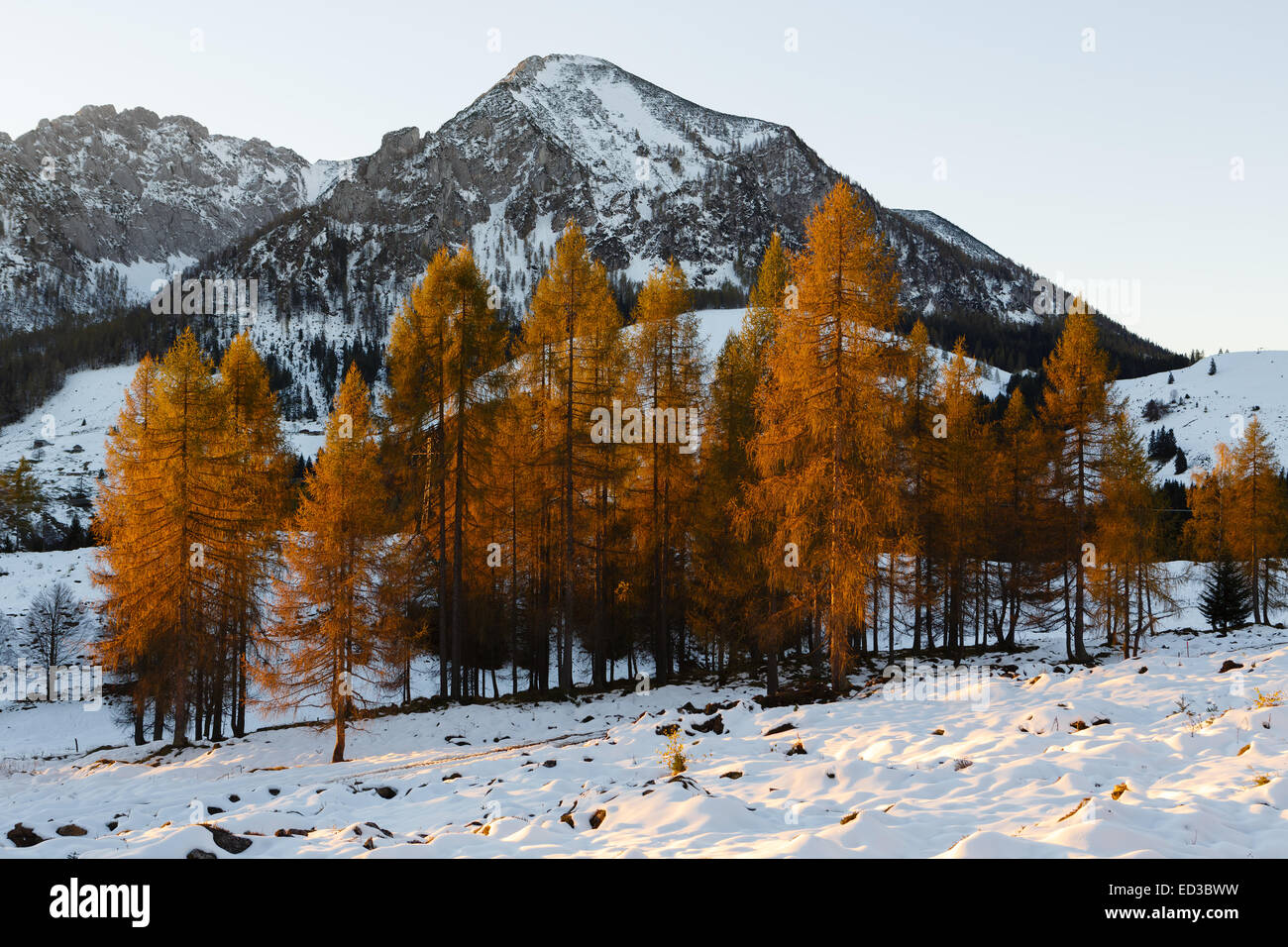 Gelben Lärchen, beleuchtet von der Morgensonne gegen Schnee-bedeckten Bergen Stockfoto