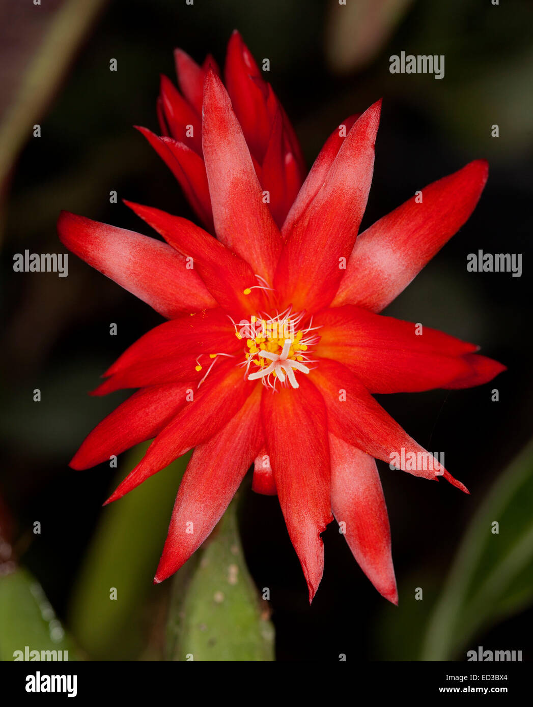 Lebendige scarlet rote Blume des Kaktus, Rhipsalidopsis Gaertneri Sy Hatiora Gaertneri, Ostern Kaktus, auf dunklem Hintergrund Stockfoto