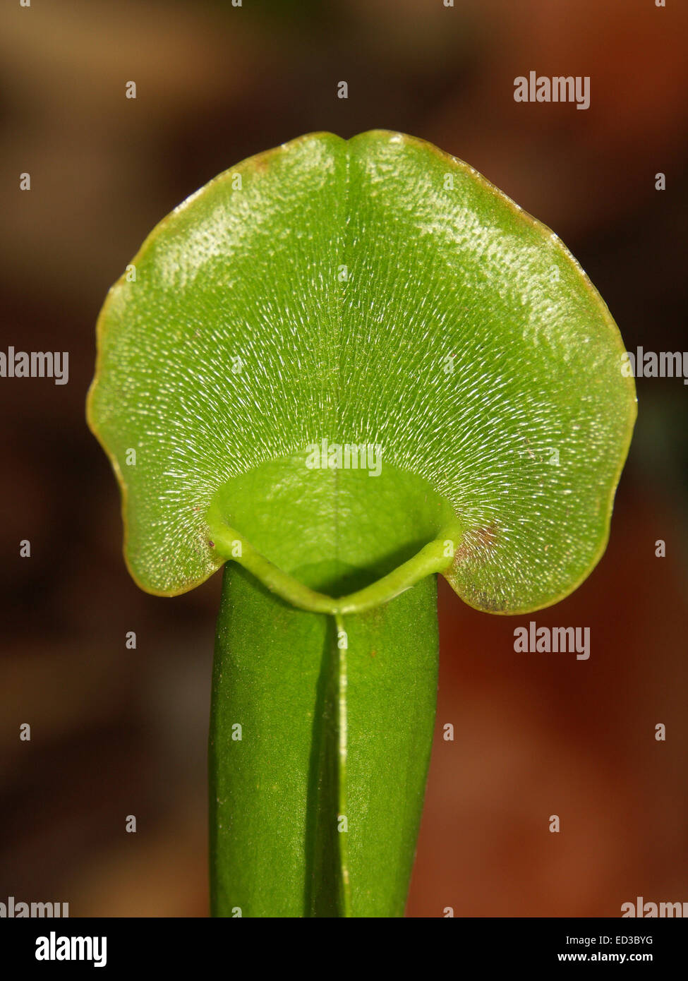 Nahaufnahme des lebendigen grünem Stiel und Oberteil der Insekten essen Schlauchpflanze, Sarracenia Arten dunklen braunen Hintergrund Stockfoto