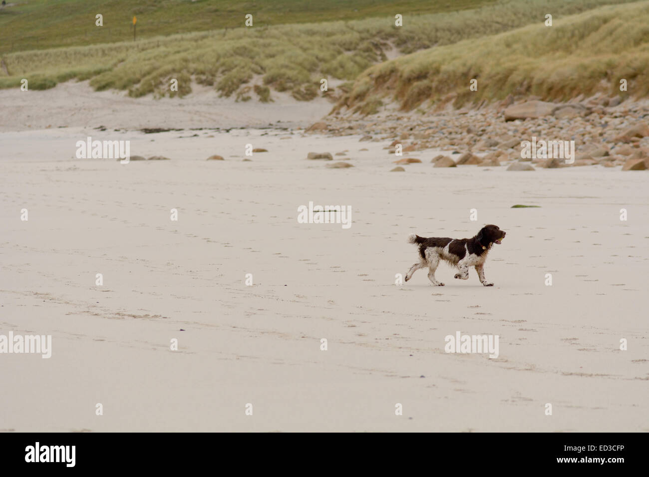 Englisch Springer Spaniel laufen am Strand von Sennen Cove, Cornwall, England Stockfoto