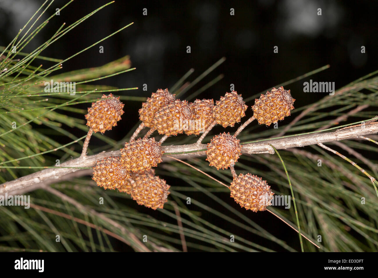 Cluster der rötlich braunen Samen Zapfen des Casuarina, australische Ureinwohner sie Eiche Baum-Spezies, auf Ast mit grauem Laub Stockfoto