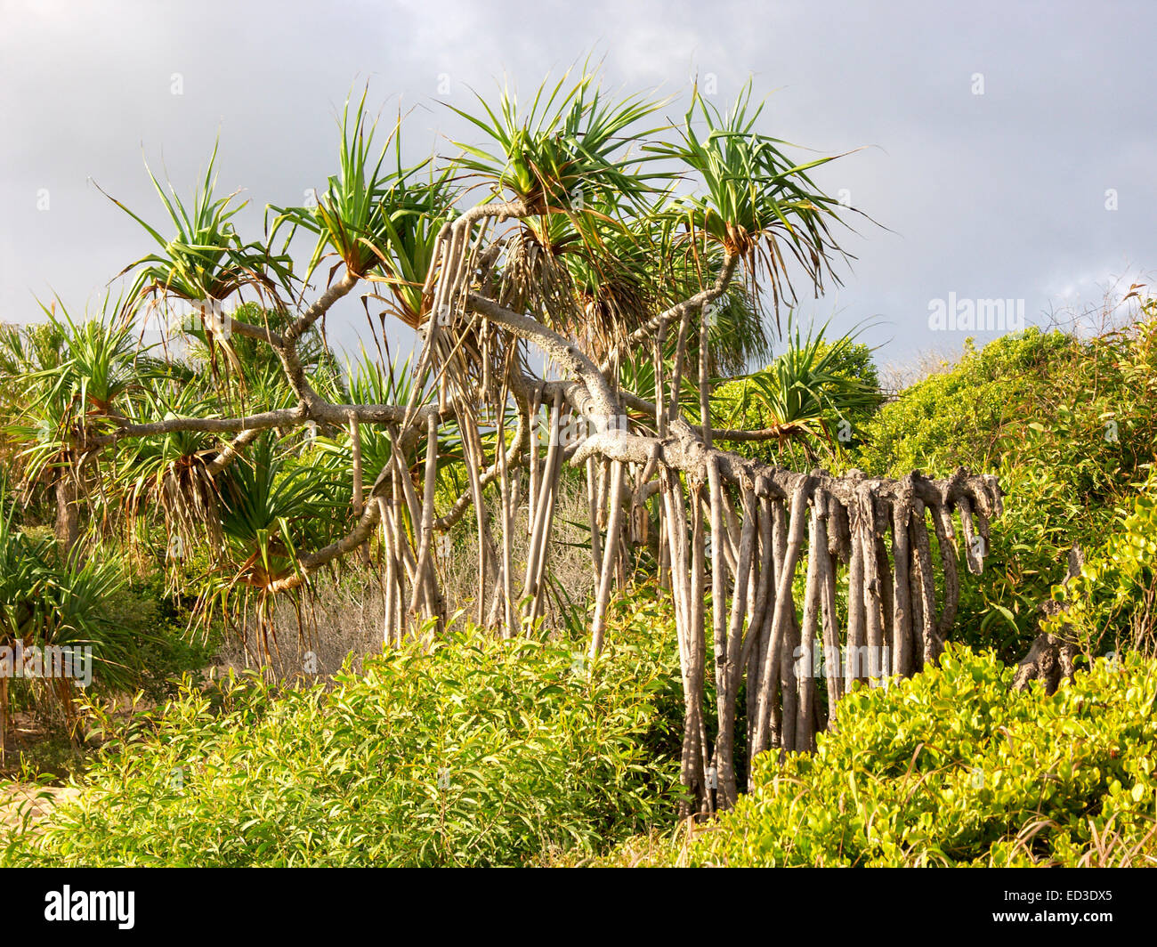 Pandanus Palm / Schraube Kiefer mit riesigen Luftwurzeln erhebt sich über die Dichte Vegetation auf Küstendünen in Queensland-Australien Stockfoto