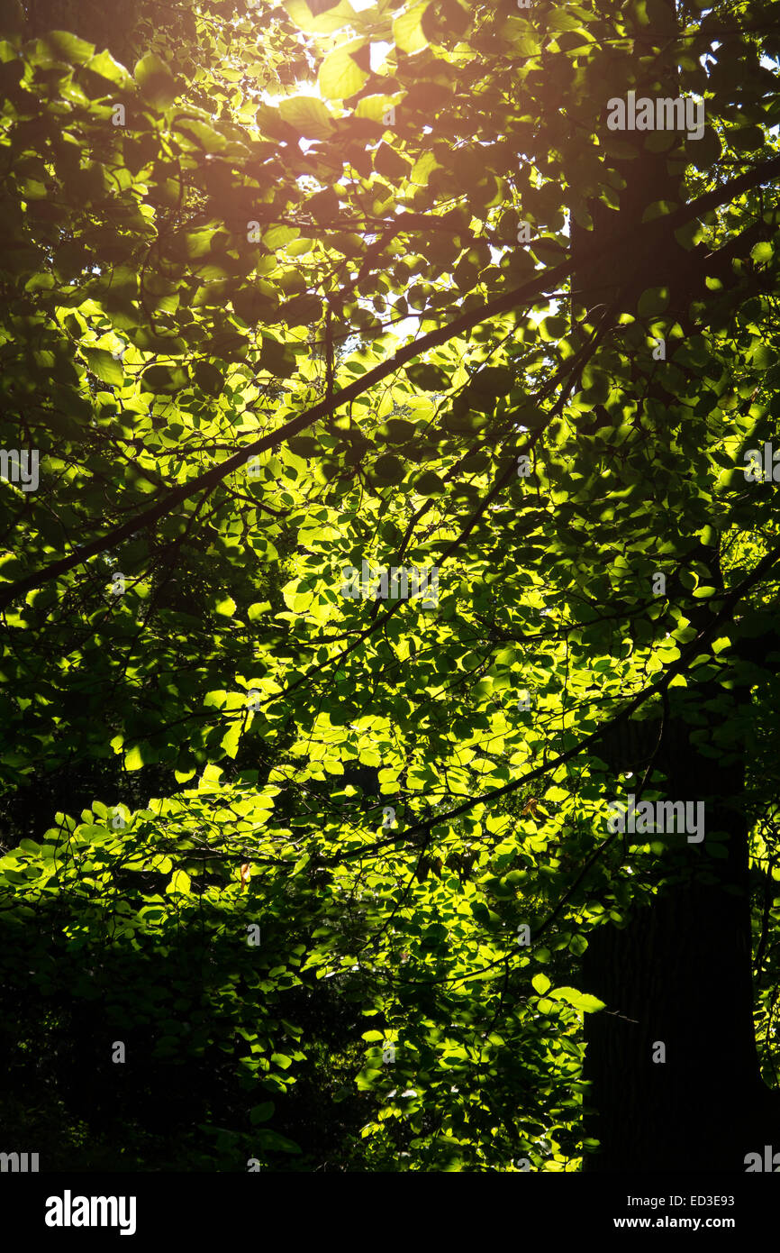 grüne Blätter eines Baumes im Sommer Stockfoto grüne Blätter eines Baumes im Sommer Stockfoto