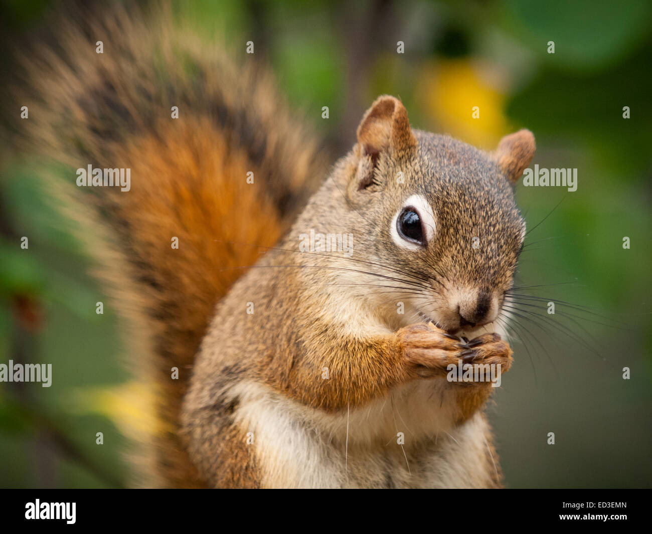 Einen männlichen amerikanischen Eichhörnchen ernährt sich von Sonnenblumenkernen.  Tempel-Park und Naturschutzgebiet, Edmonton, Alberta, Kanada. Stockfoto