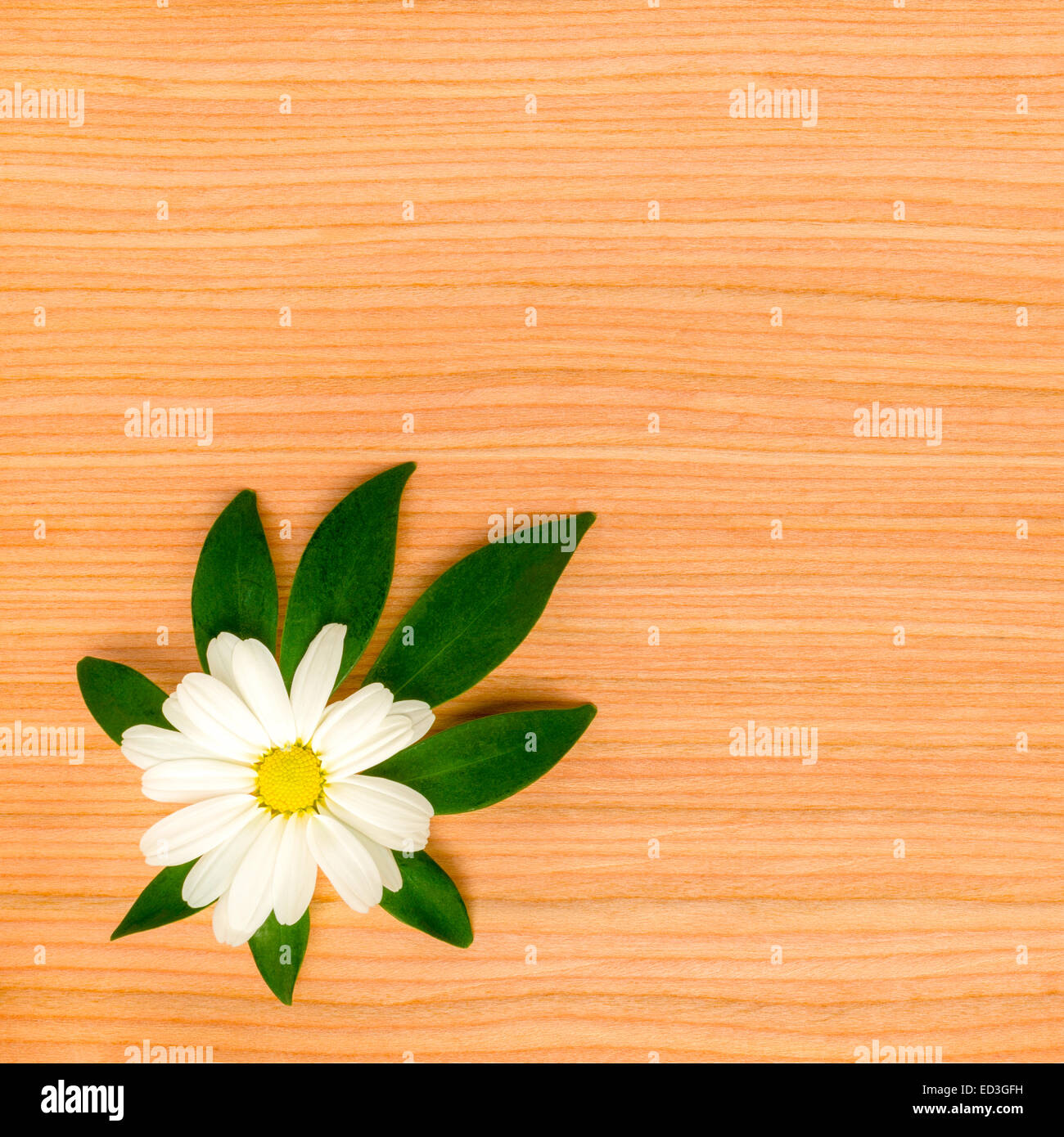 natürliche Maserung des Baum-Hintergrund mit gerahmten Kamille auf Blatt shefler Stockfoto