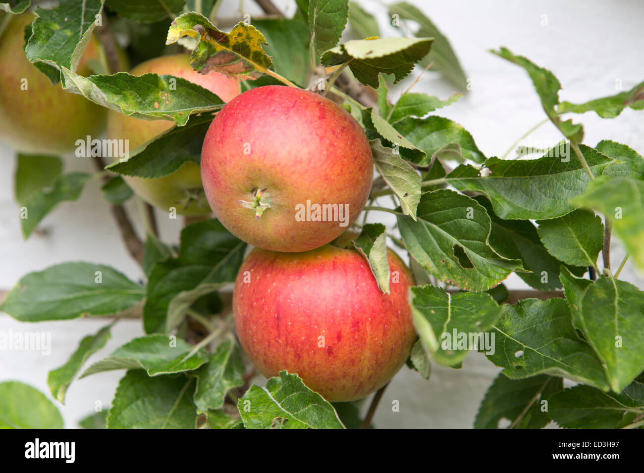 Hausgemachten frischen Reifen Äpfel auf ein Spalier Baum gegen eine Wand Stockfoto
