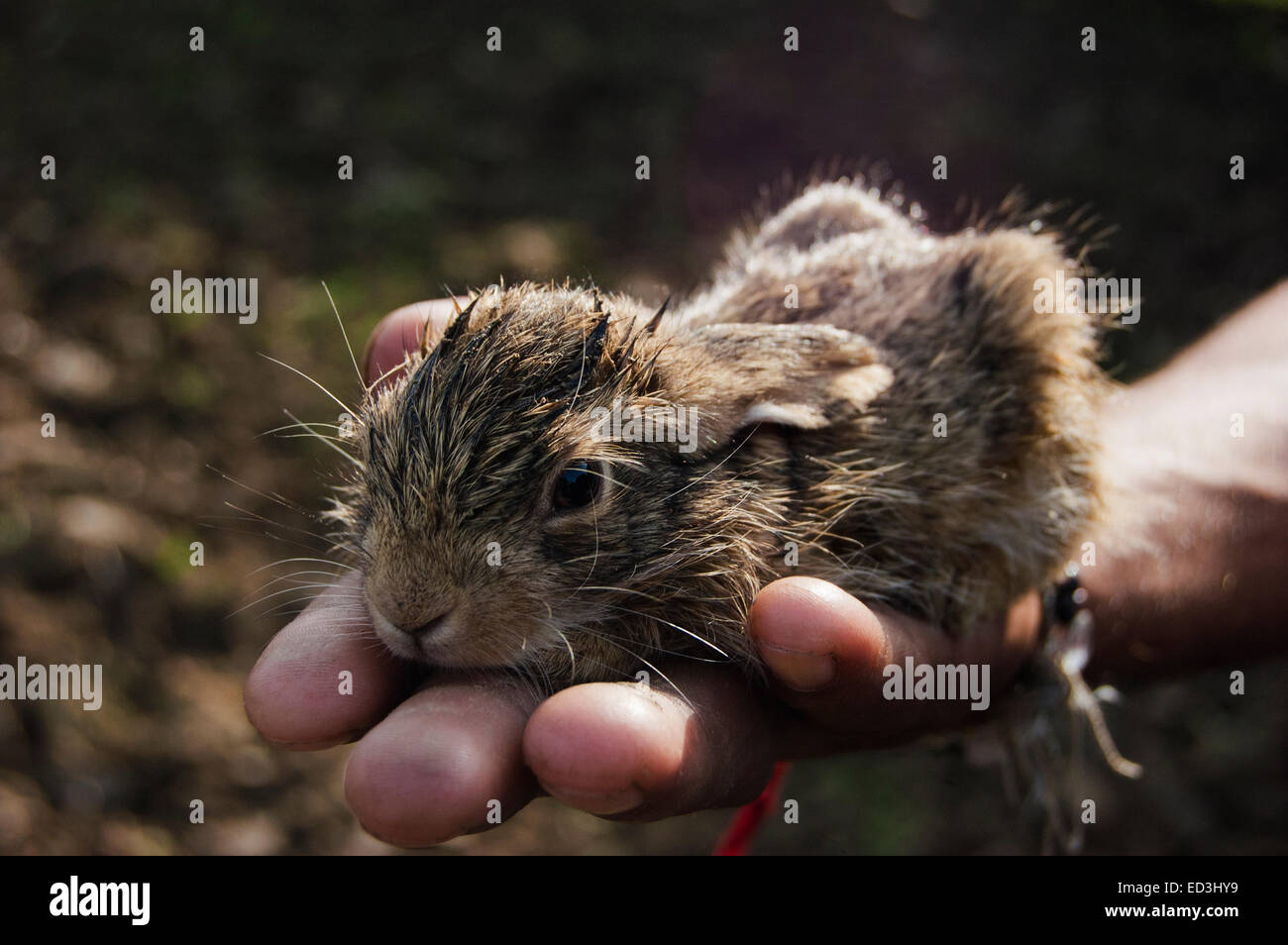 1 ländlichen Mann landwirtschaftlichen Betrieb Kaninchen Stockfoto