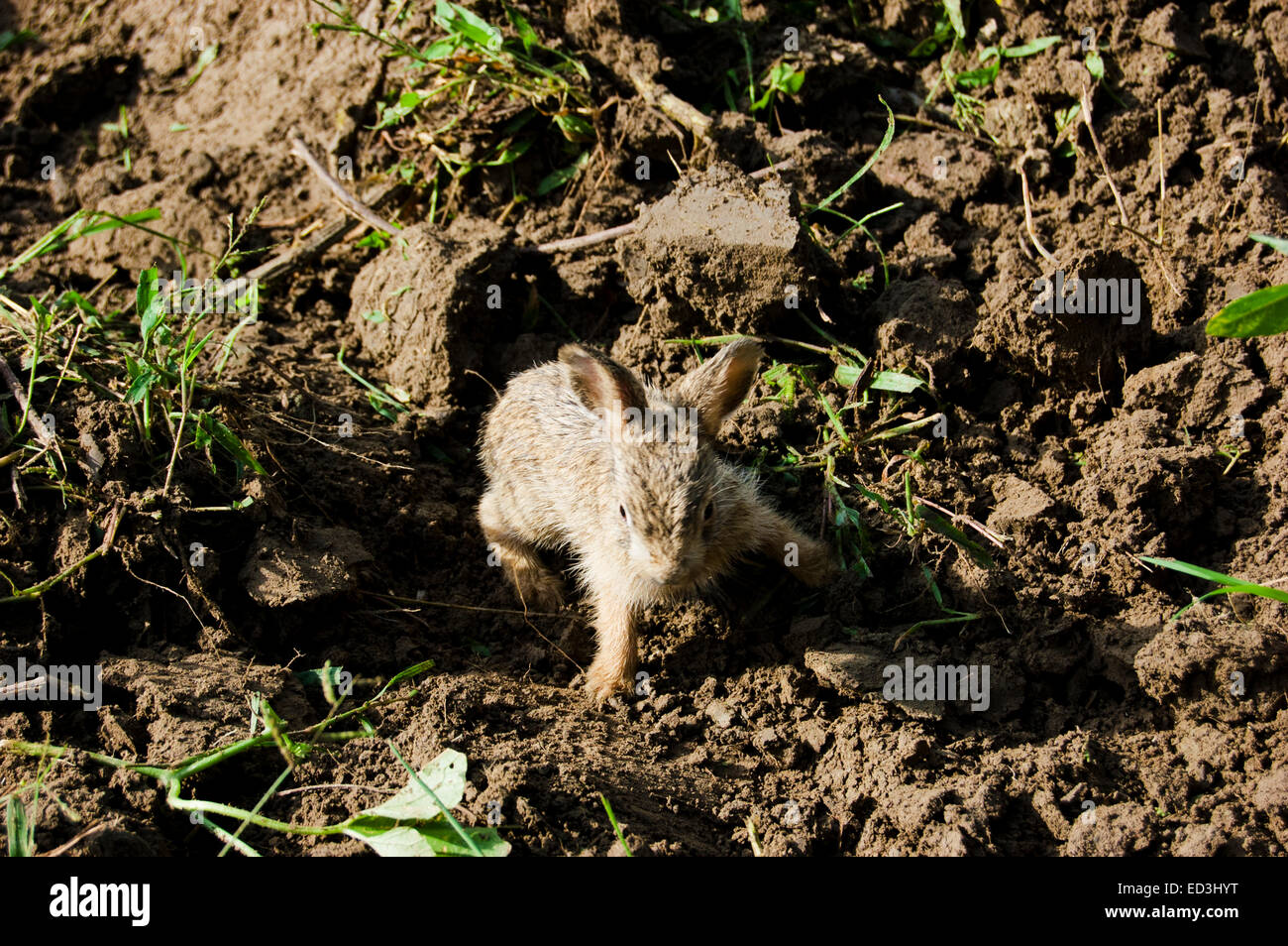 ländliches Dorf Bauernhof Tier Kaninchen Stockfoto