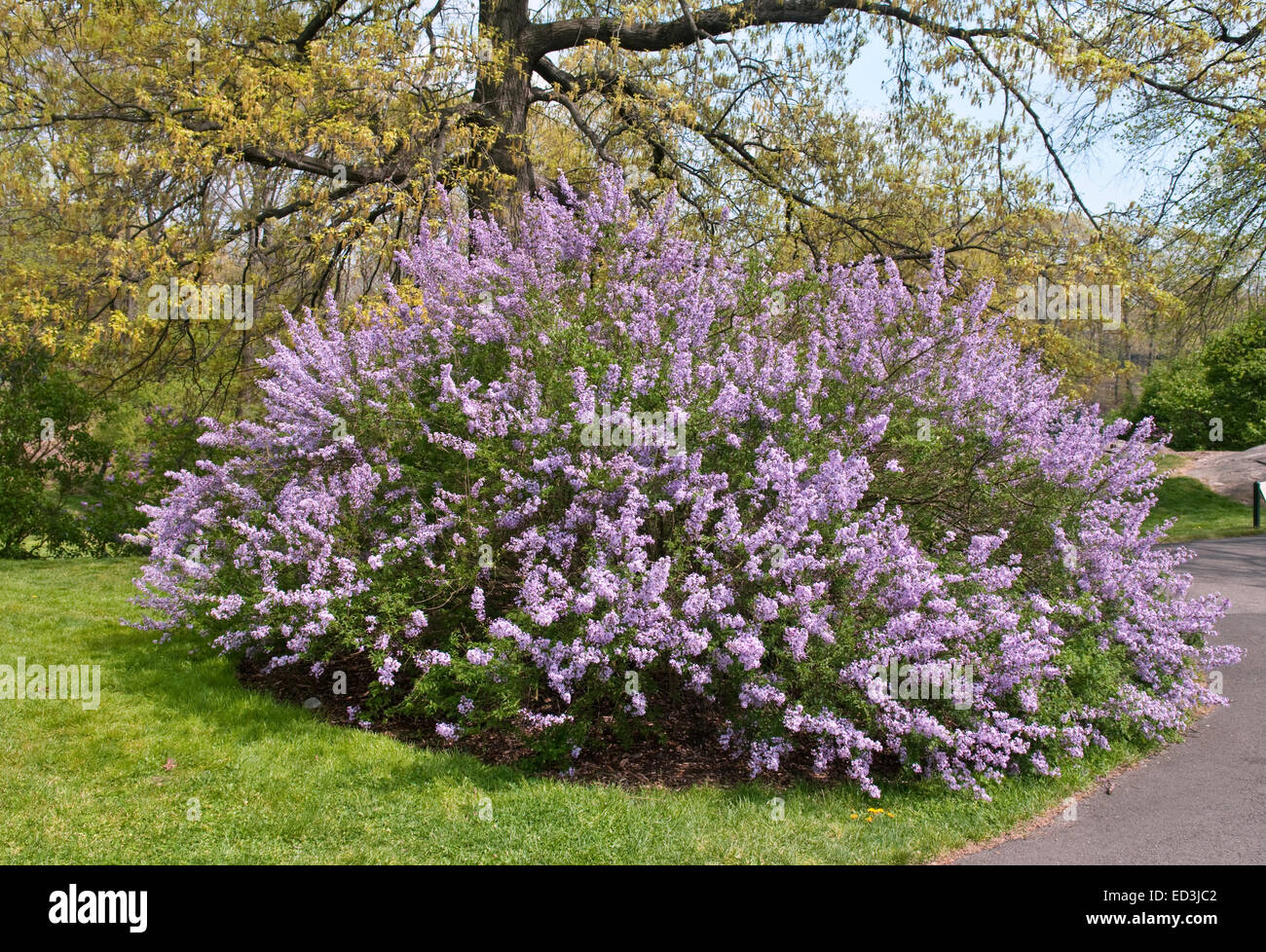 Cutleaf lila Baum - Syringa x laciniata Stockfoto