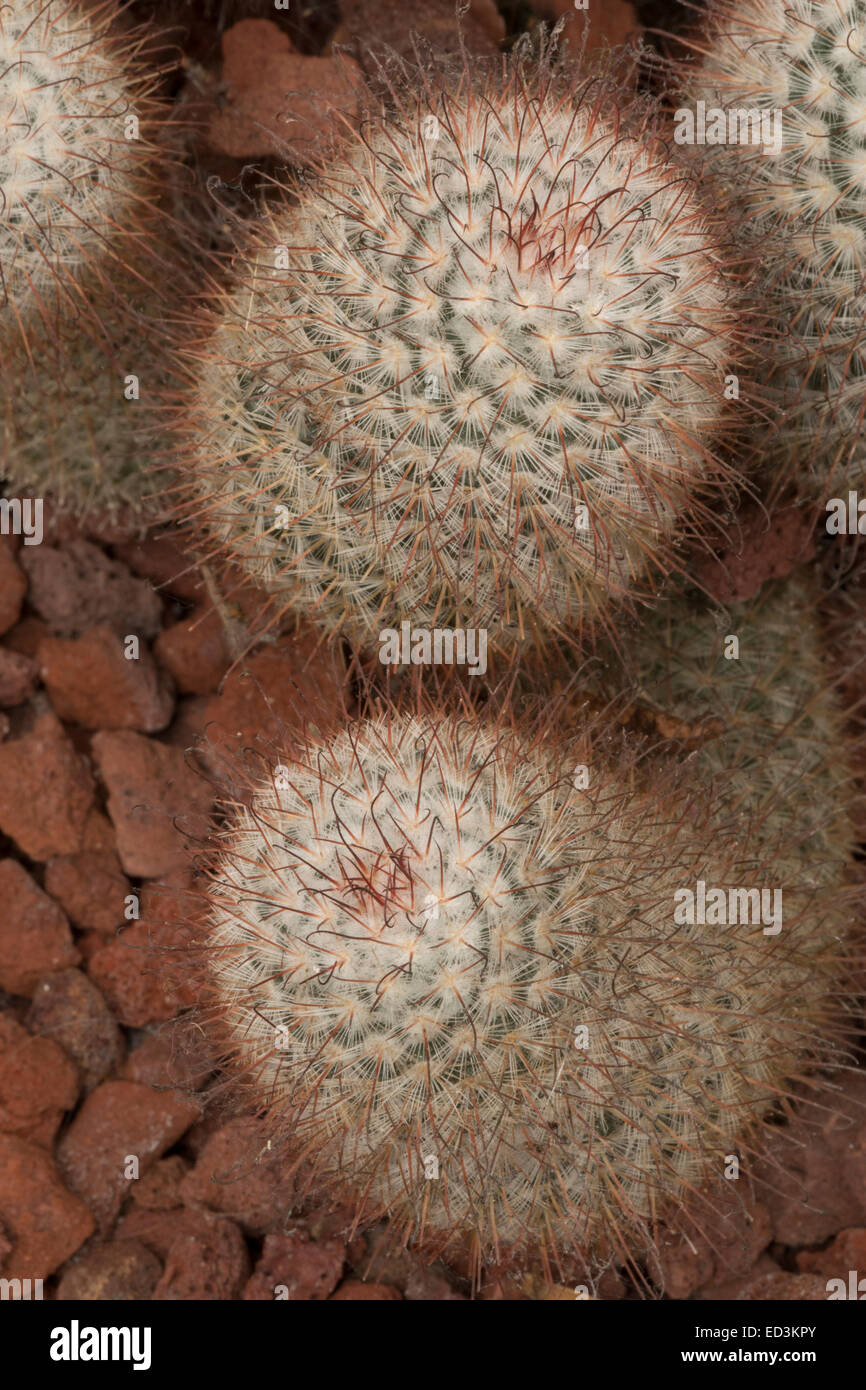 Kaktus, Mammmillaria Bombycina, IUCN gefährdet Stockfoto