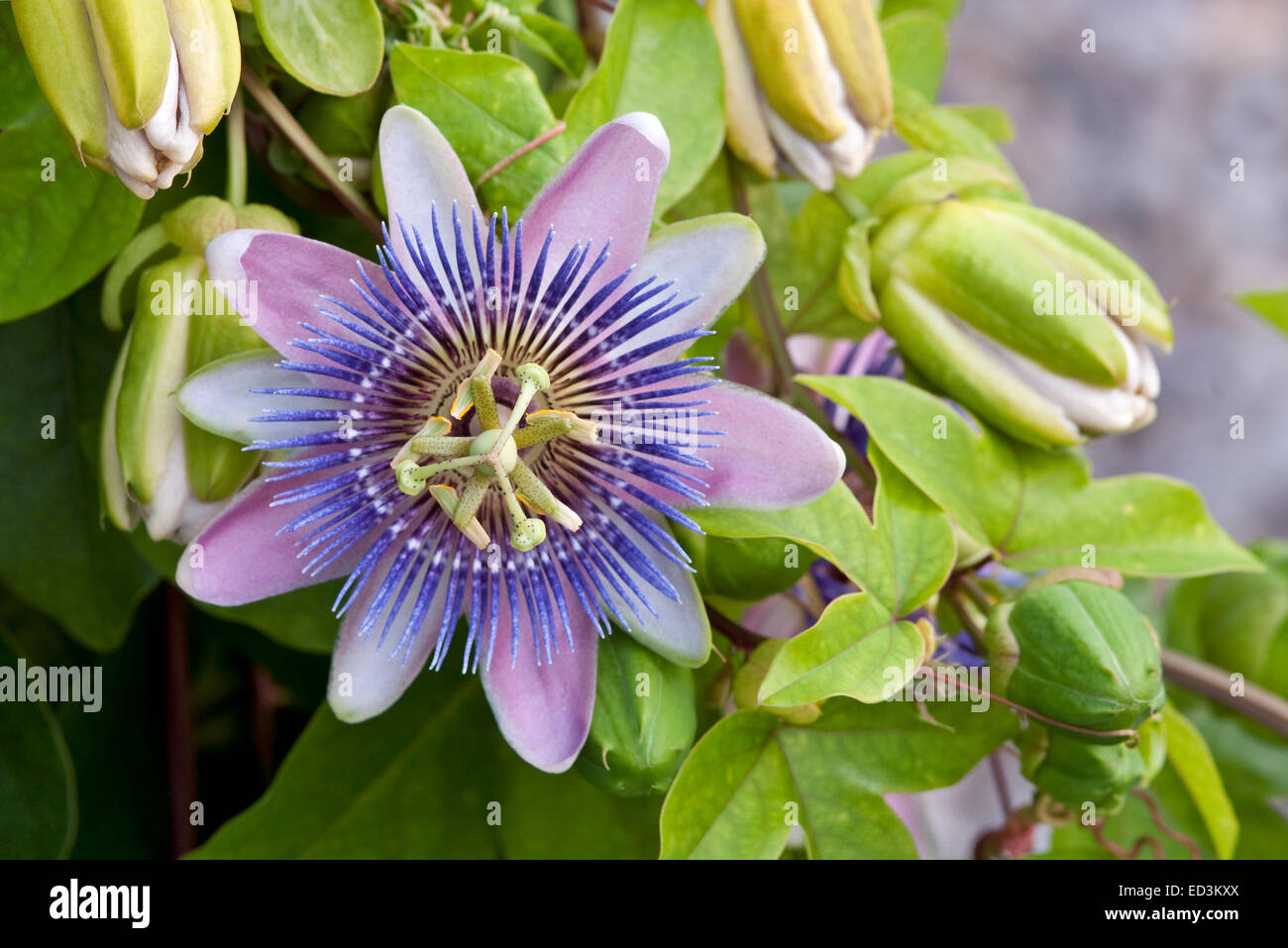 Passionsblume - Passiflora "Blauer Blumenstrauß" Stockfoto