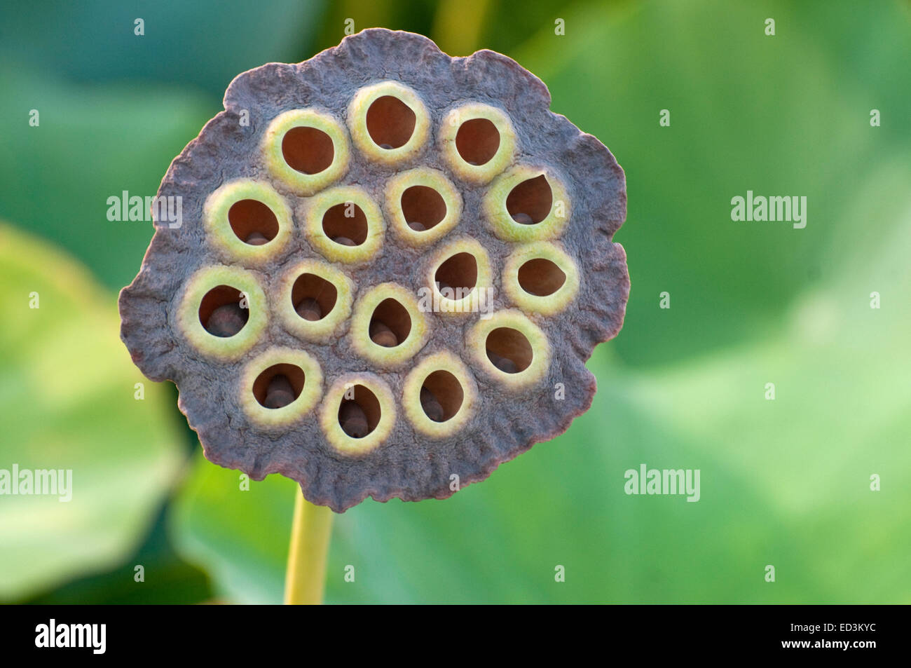 Heilige Lotus Samenkapsel - Nelumbo nucifera Stockfoto