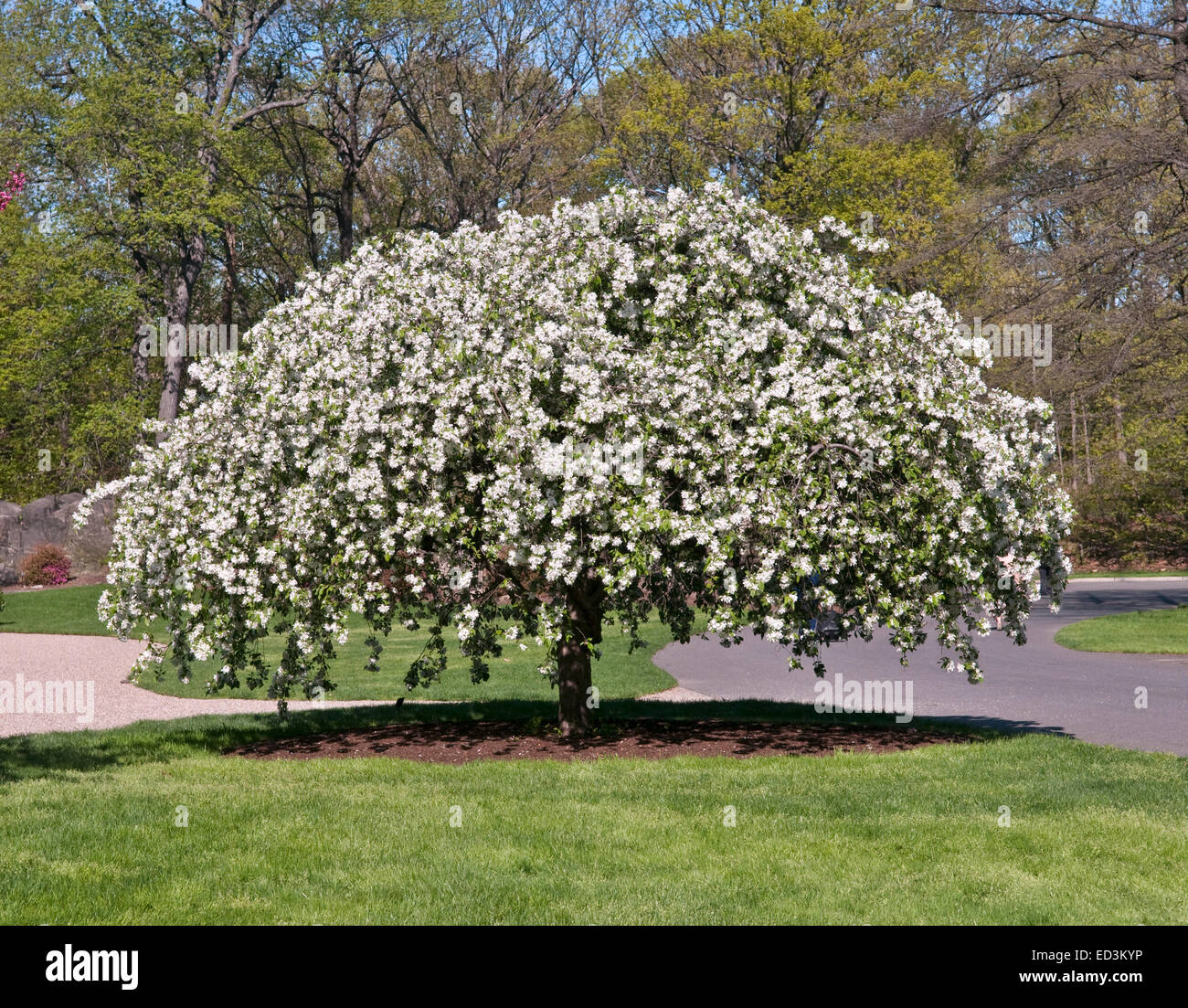 Blühender Crabapple Baum - Malus 