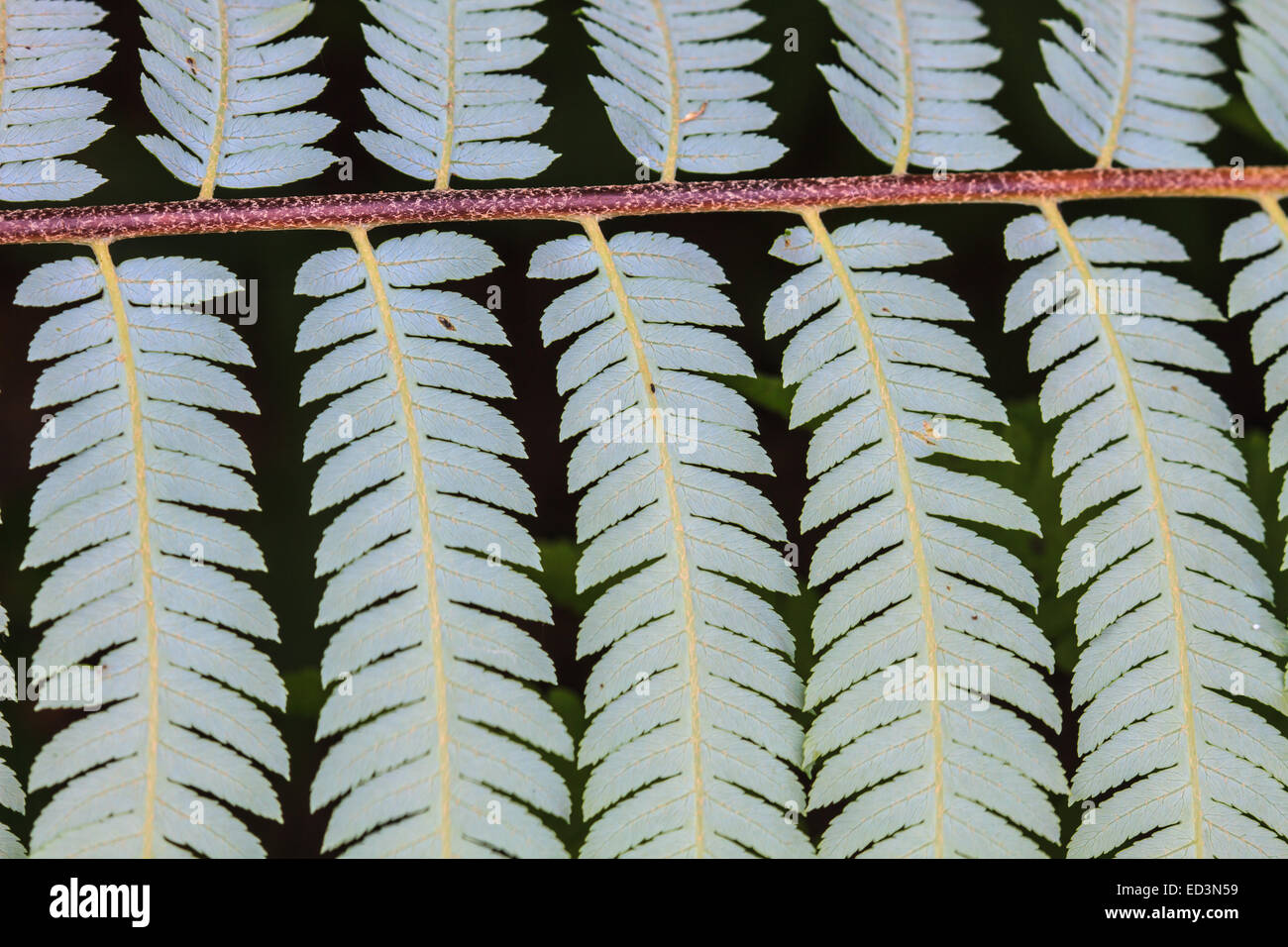 unter Farn Blatt Textur, natürliche Abstraktion im Wald Stockfoto