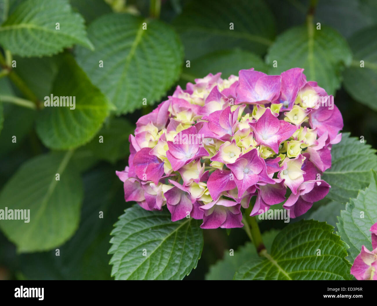 Hydrangea Macrophylla 'Glut' Stockfoto Hydrangea Macrophylla 'Glut' Stockfoto