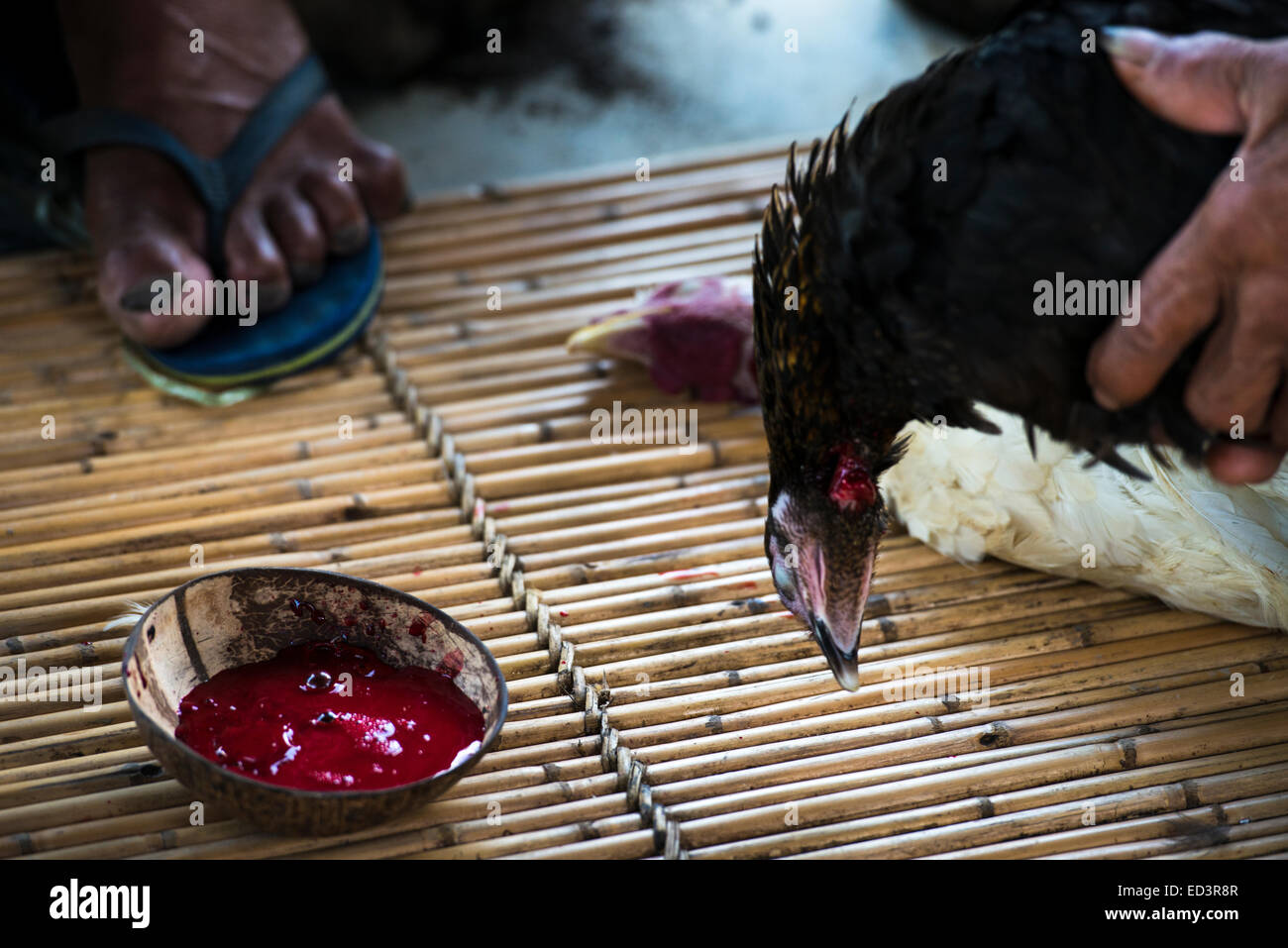 Punnuk Reis-Ernte-Ritual - Huhn Opfer Stockfoto