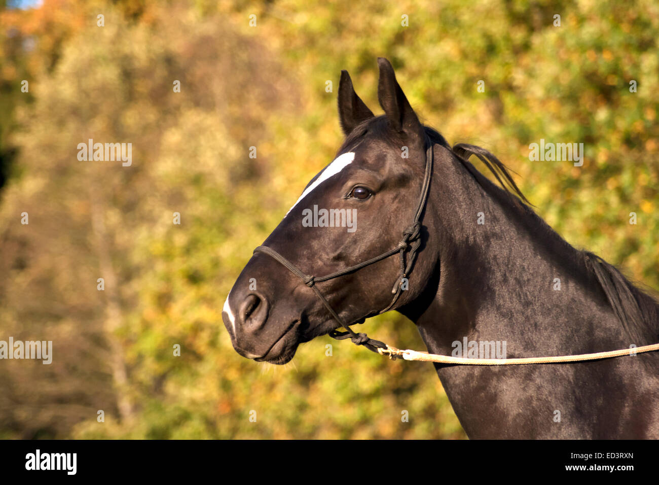 Schwarzes Pferd Porträt draußen Stockfoto