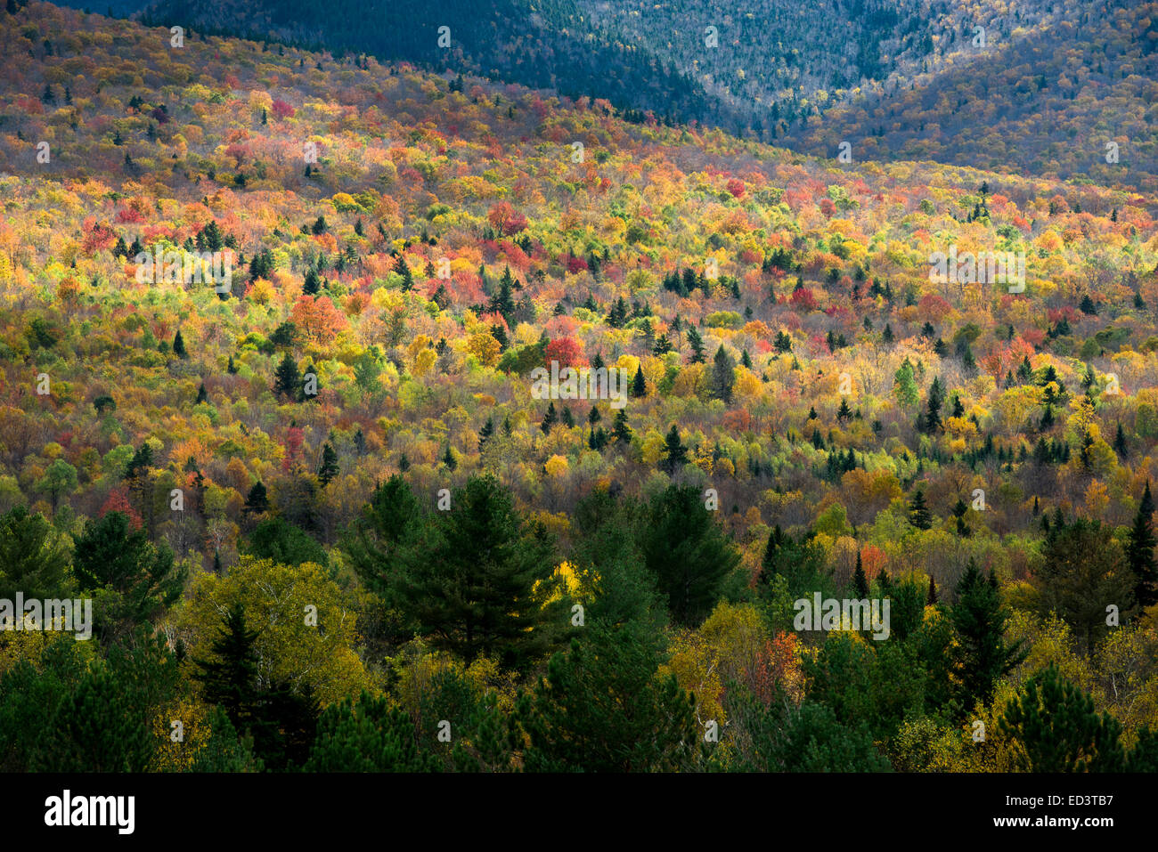 Herbstfarben in New Hampshire Stockfoto