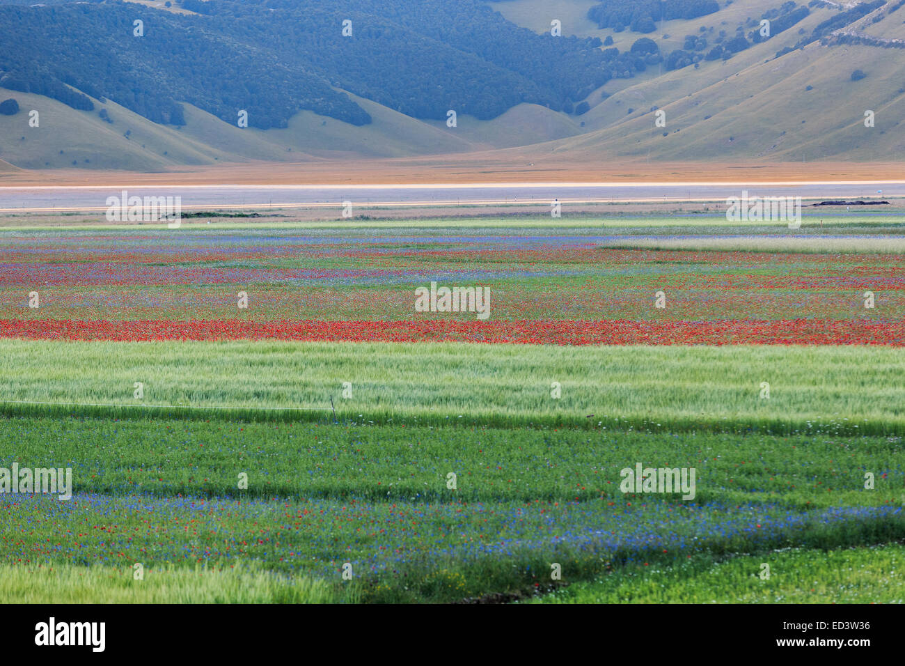 Castelluccio di Norcia Blumen blühen Mohnblumen abstrakt Stockfoto