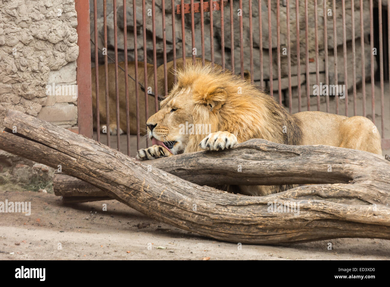 Ein großer Löwe lecken Bein in seinem Käfig Stockfoto
