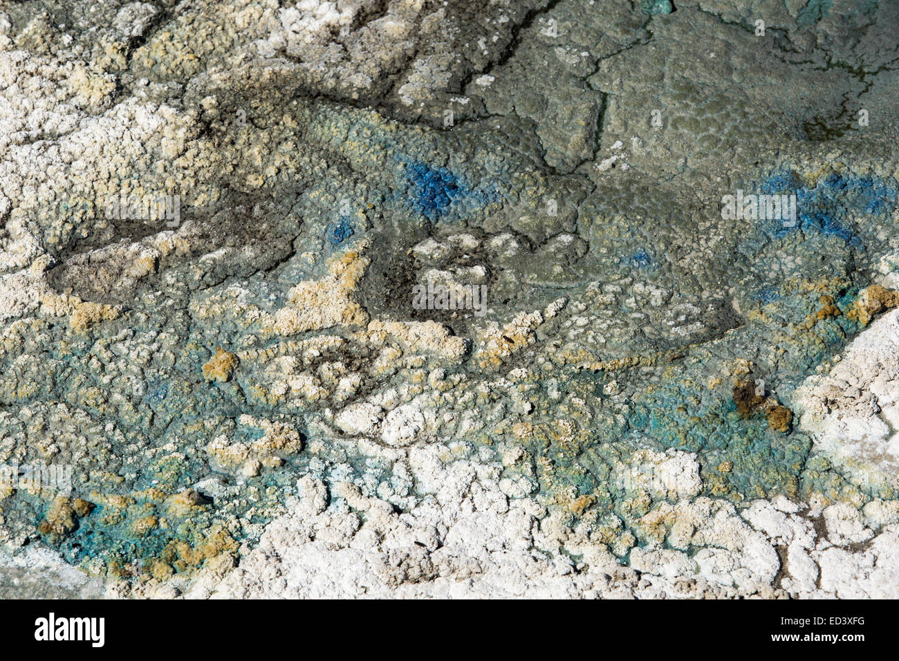 Blaualgen auf einem ausgetrockneten See Bett in Tehachapi, verursacht durch die anhaltende katastrophale Dürre in Kalifornien, USA. Stockfoto