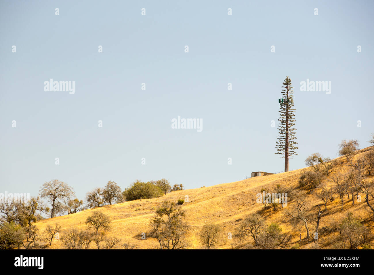 Dürre getötet Bäume in der Nähe von Tehachapi Pass in Kalifornien vier Jahre lange Dürre, USA, mit einem Handy-Mast als eine Tanne verkleidet. Stockfoto