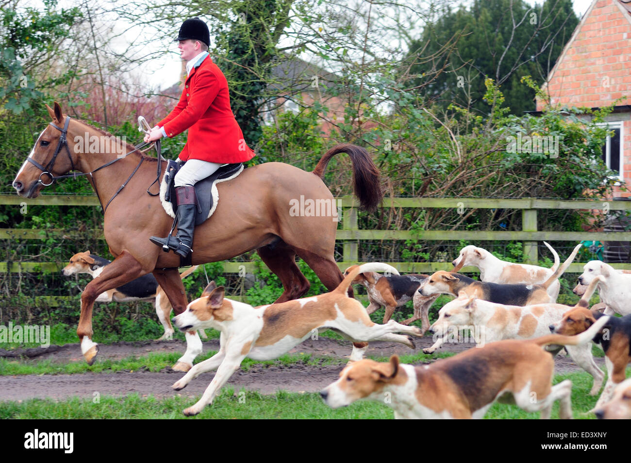 Auto Colston, Nottinghamshire, UK.26th Dezember 2014. Süden Notts Hunt statt ihrer jährlichen Boxing Day Jagd in Nottinghamshire Dorf von Car Colston. Eine Schar von rund vierhundert fünf entpuppen an einem kalten frostigen Morgen, sie zu sehen. Bildnachweis: IFIMAGE/Alamy Live-Nachrichten Stockfoto