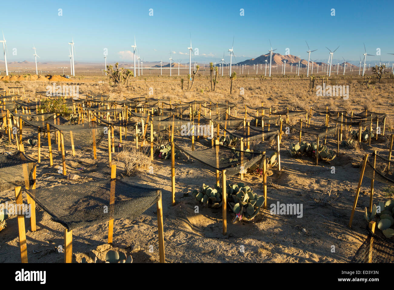 Ein Kaktus Regeneration Bereich vor der Tehachapi Pass Wind Farm, die erste groß angelegte Windpark Bereich in den USA, California, USA entwickelt. Stockfoto