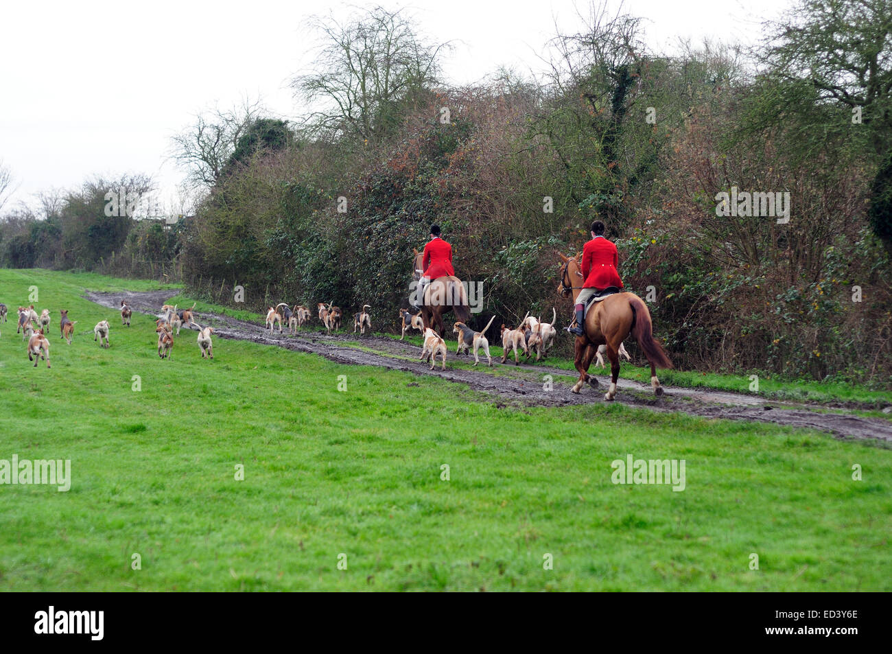 Auto Colston, Nottinghamshire, UK.26th Dezember 2014. Süden Notts Hunt statt ihrer jährlichen Boxing Day Jagd in Nottinghamshire Dorf von Car Colston. Eine Schar von rund vierhundert fünf entpuppen an einem kalten frostigen Morgen, sie zu sehen. Bildnachweis: IFIMAGE/Alamy Live-Nachrichten Stockfoto