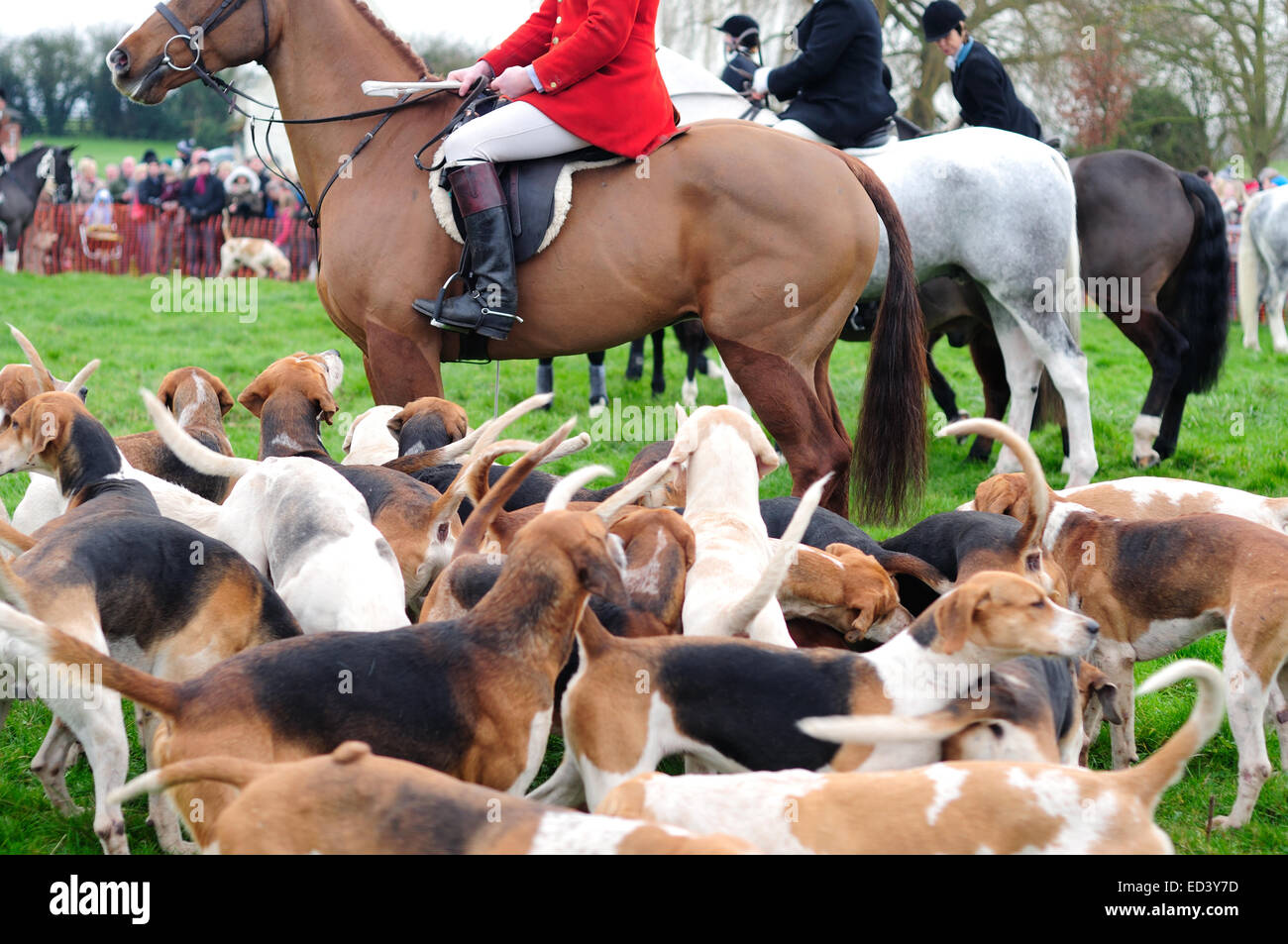 Auto Colston, Nottinghamshire, UK.26th Dezember 2014. Süden Notts Hunt statt ihrer jährlichen Boxing Day Jagd in Nottinghamshire Dorf von Car Colston. Eine Schar von rund vierhundert fünf entpuppen an einem kalten frostigen Morgen, sie zu sehen. Bildnachweis: IFIMAGE/Alamy Live-Nachrichten Stockfoto