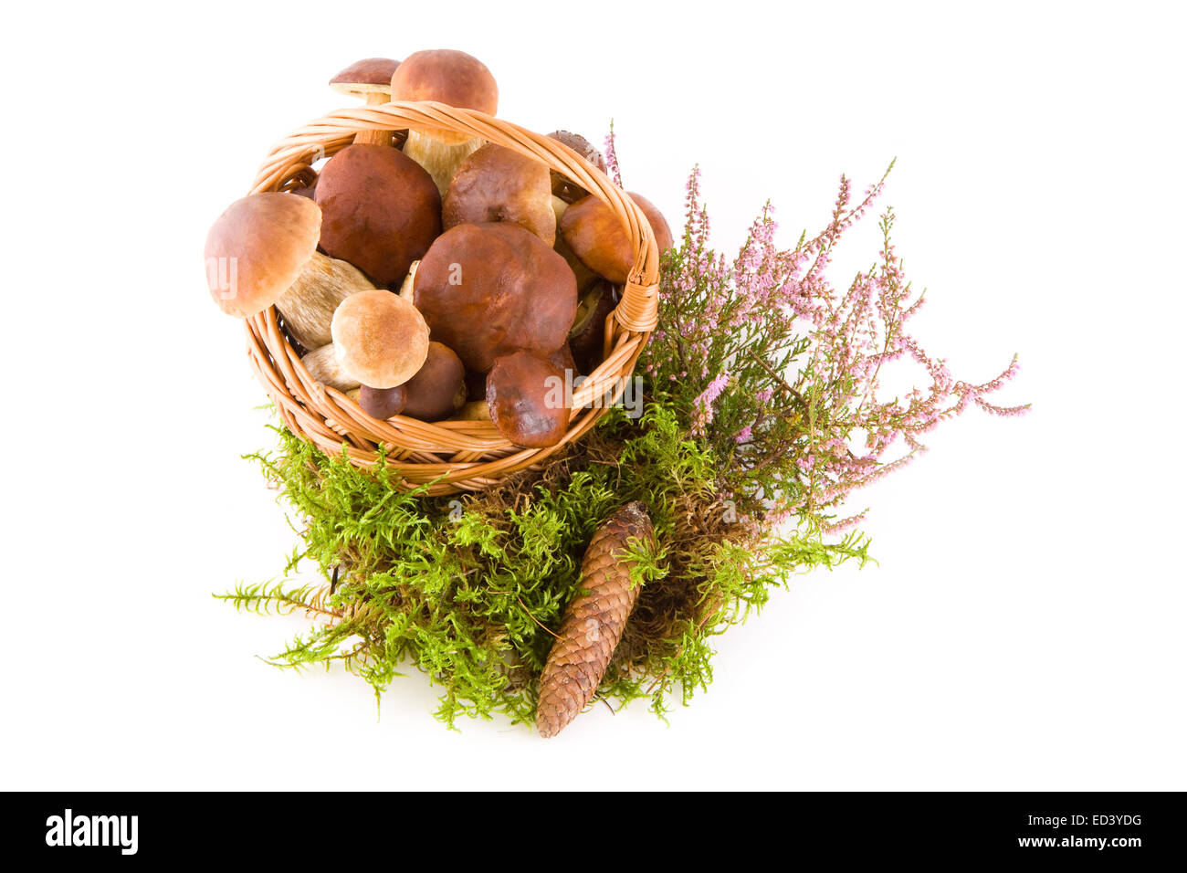 Pilze in einem Korb, isoliert auf weiss, Ansicht von unten, Studio gedreht Stockfoto