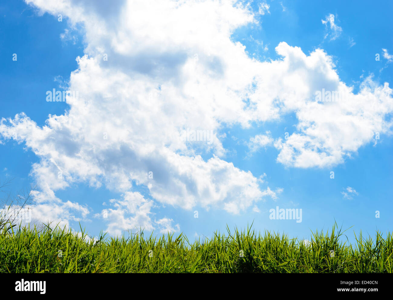 Grüne Wiese unter blauem Himmel Stockfoto