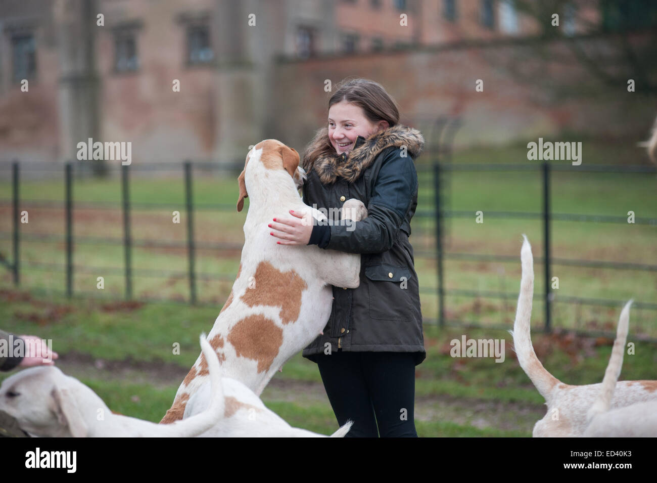 Mädchen wird von Fox Hound geleckt Hund Staffordshire, UK. 26. Dezember 2014. Jährliche Boxing Day Treffen der Meynell und Süden Mitarbeiter Jagd in Blethfield Hall, Staffordshire Stockfoto
