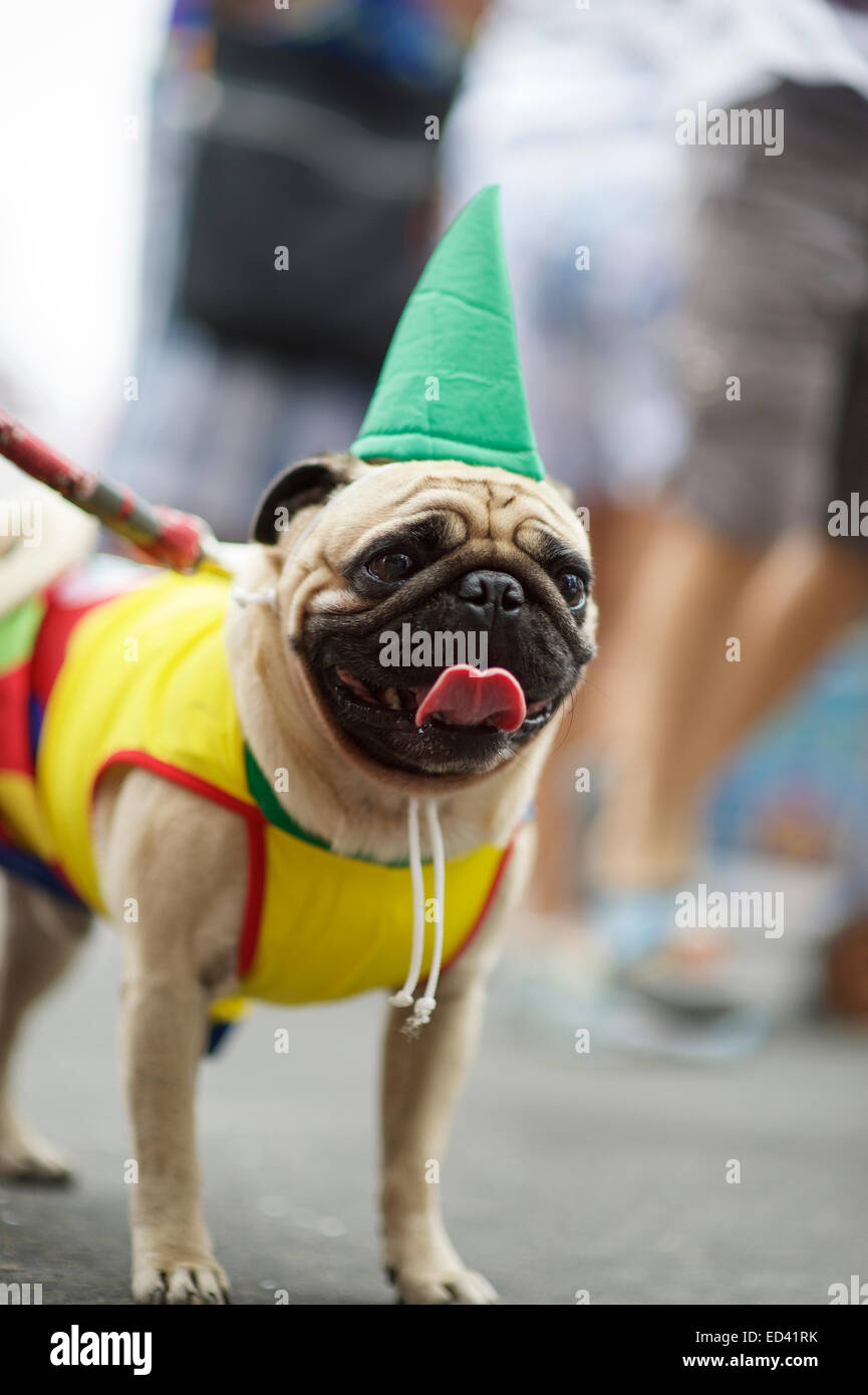 Freundlichen Mops Hund mit Hut und Kostüm für den Karneval in Rio Blocao  Tier Parade für Hunde Stockfotografie - Alamy