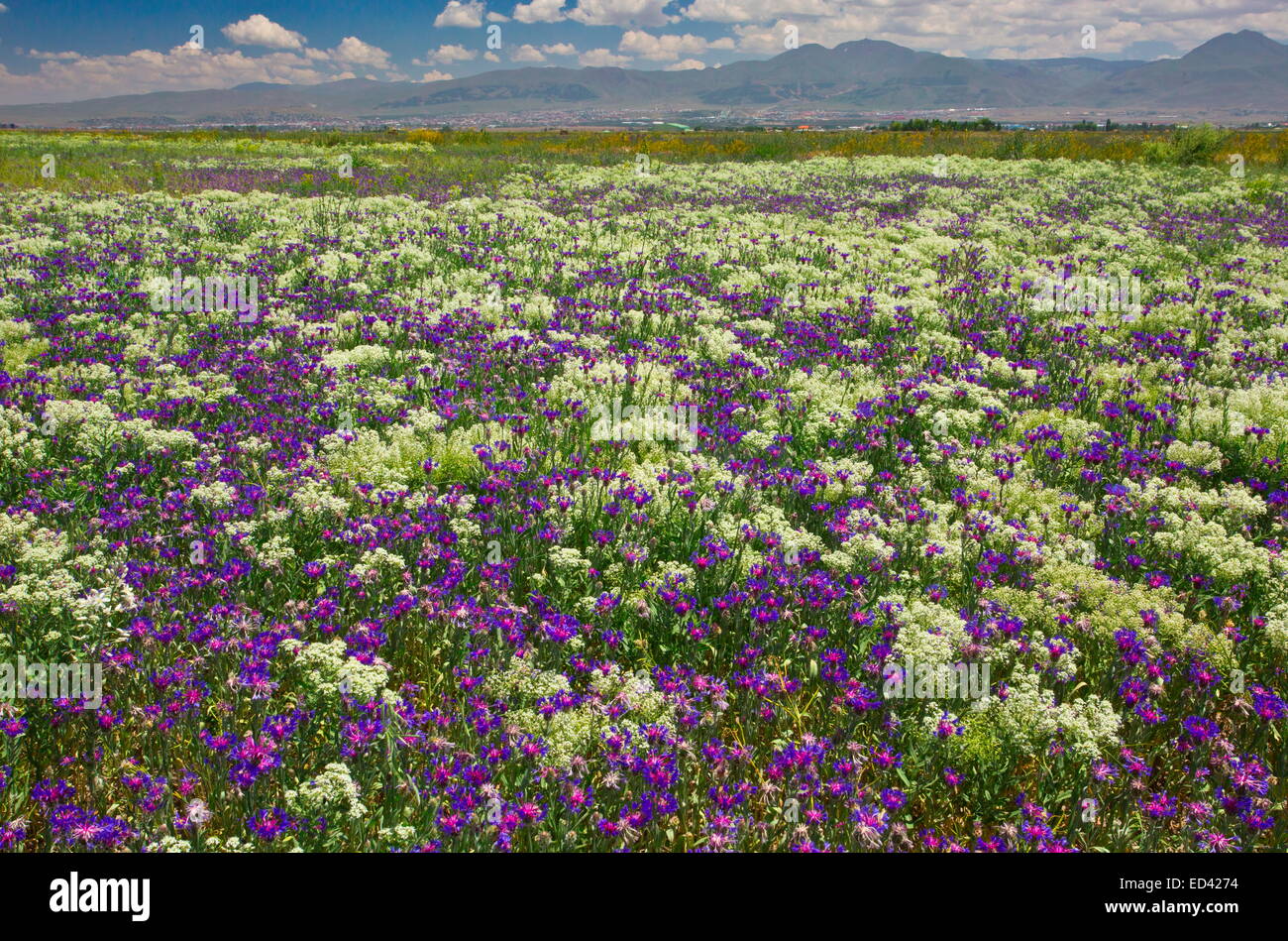Unbebaute Feld dominiert die Kornblume, Centaurea Depressa, in der Nähe von Erzurum, Ost-Türkei. Stockfoto