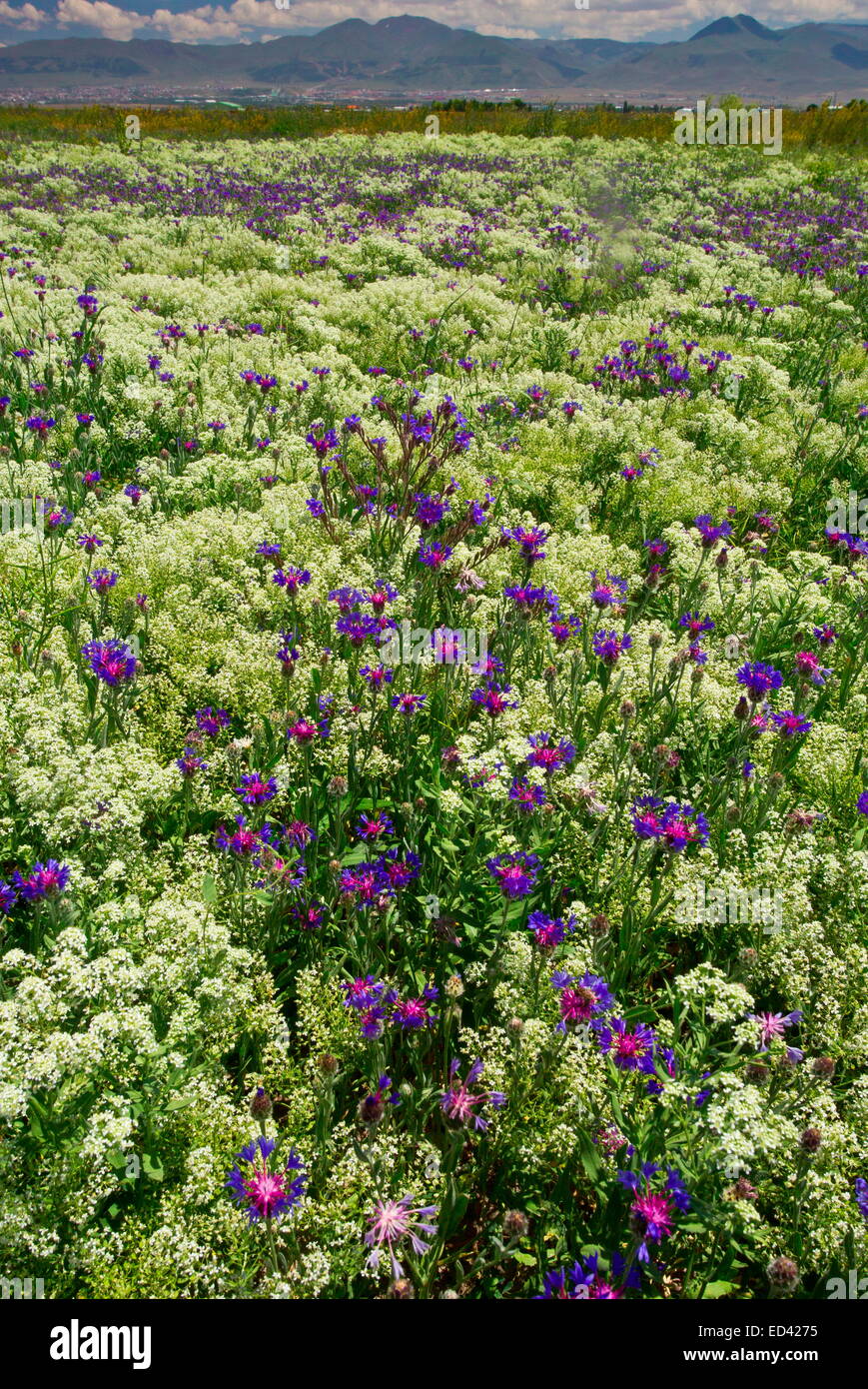Unbebaute Feld dominiert die Kornblume, Centaurea Depressa, in der Nähe von Erzurum, Ost-Türkei. Stockfoto