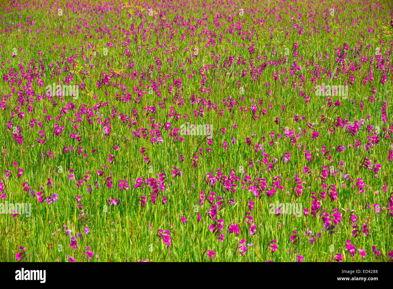 Marsh voller eine wilde Gladiole, Gladiolen Kotschyanus in der Nähe von Cildir, im äußersten Osten der Türkei Stockfoto