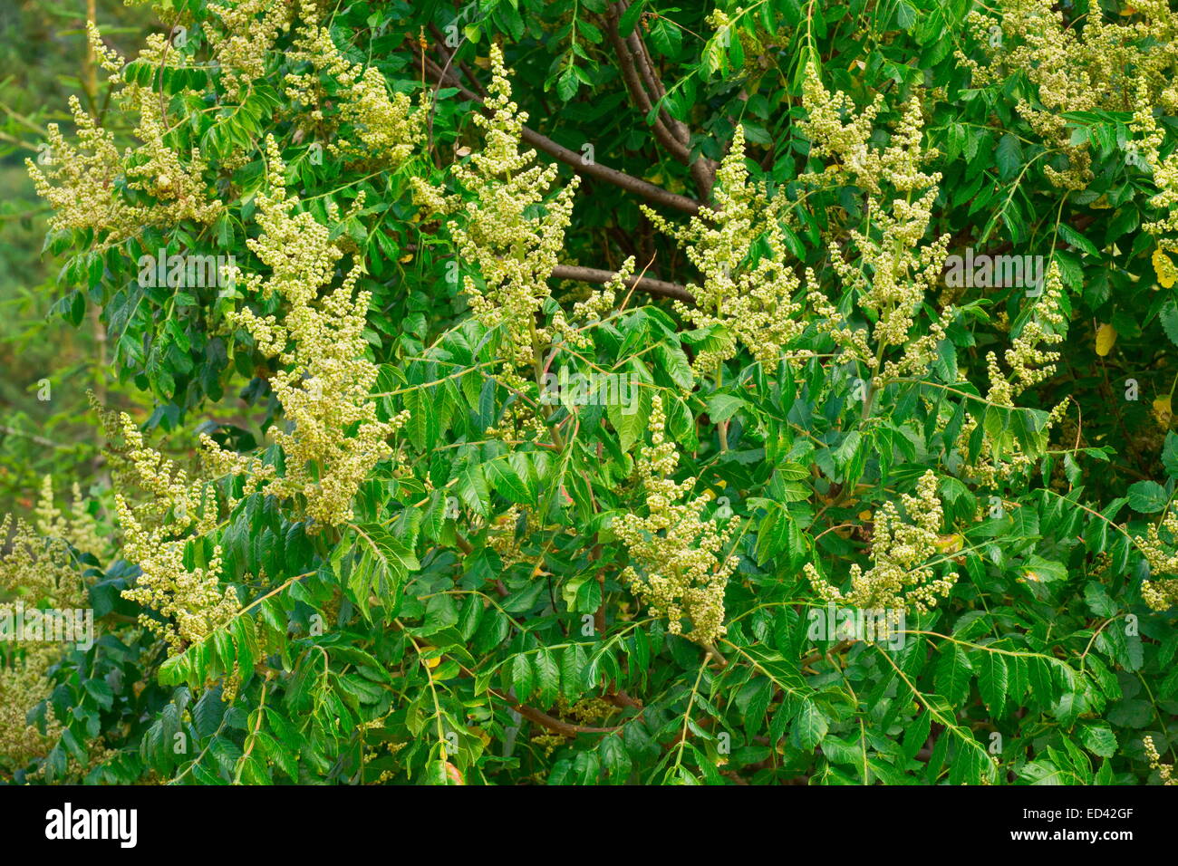 Sumach, Rhus Coriaria in Blüte, Türkei Stockfoto Sumach, Rhus Coriaria in Blüte, Türkei Stockfoto