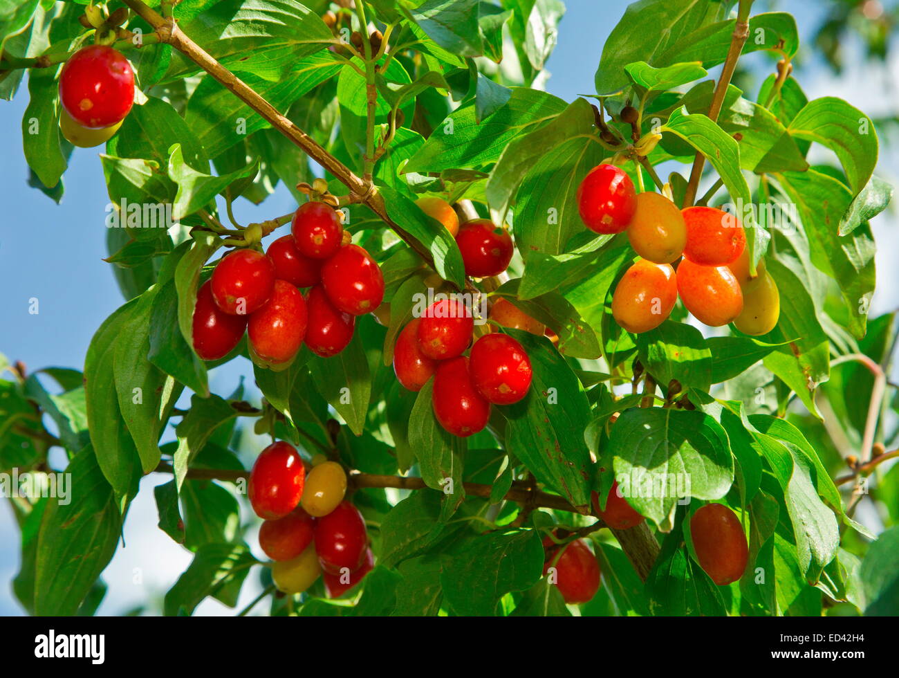 Reife Kirschen der Kornelkirsche, Cornus Mas, bereit um zu holen. Turkei. Stockfoto