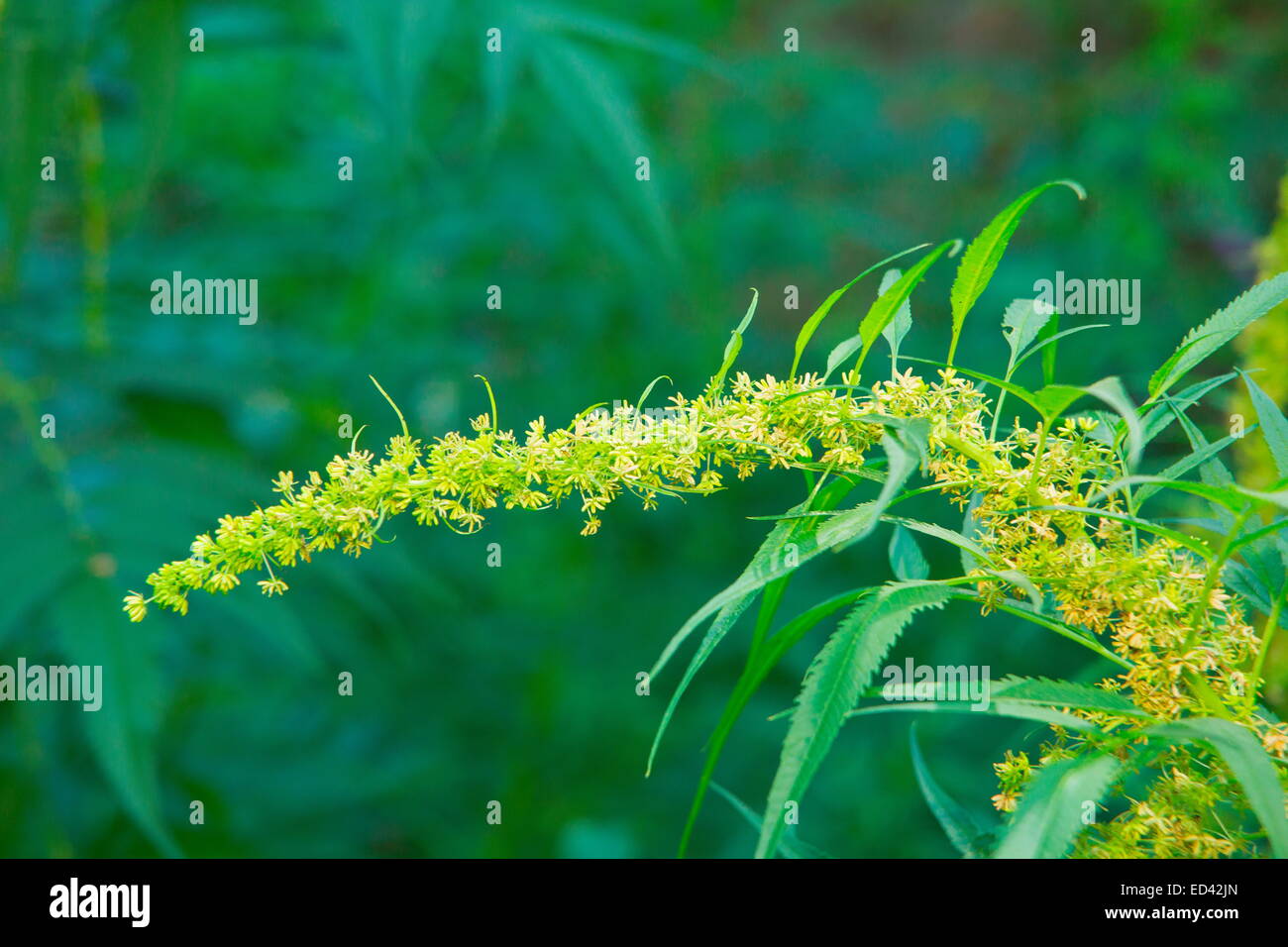 Falsche Hanf, Datisca Cannabina, Wild in der Türkei, auch in Gärten angebaut. Actinorhizal Pflanzen, Stickstoff-Fixierung Stockfoto
