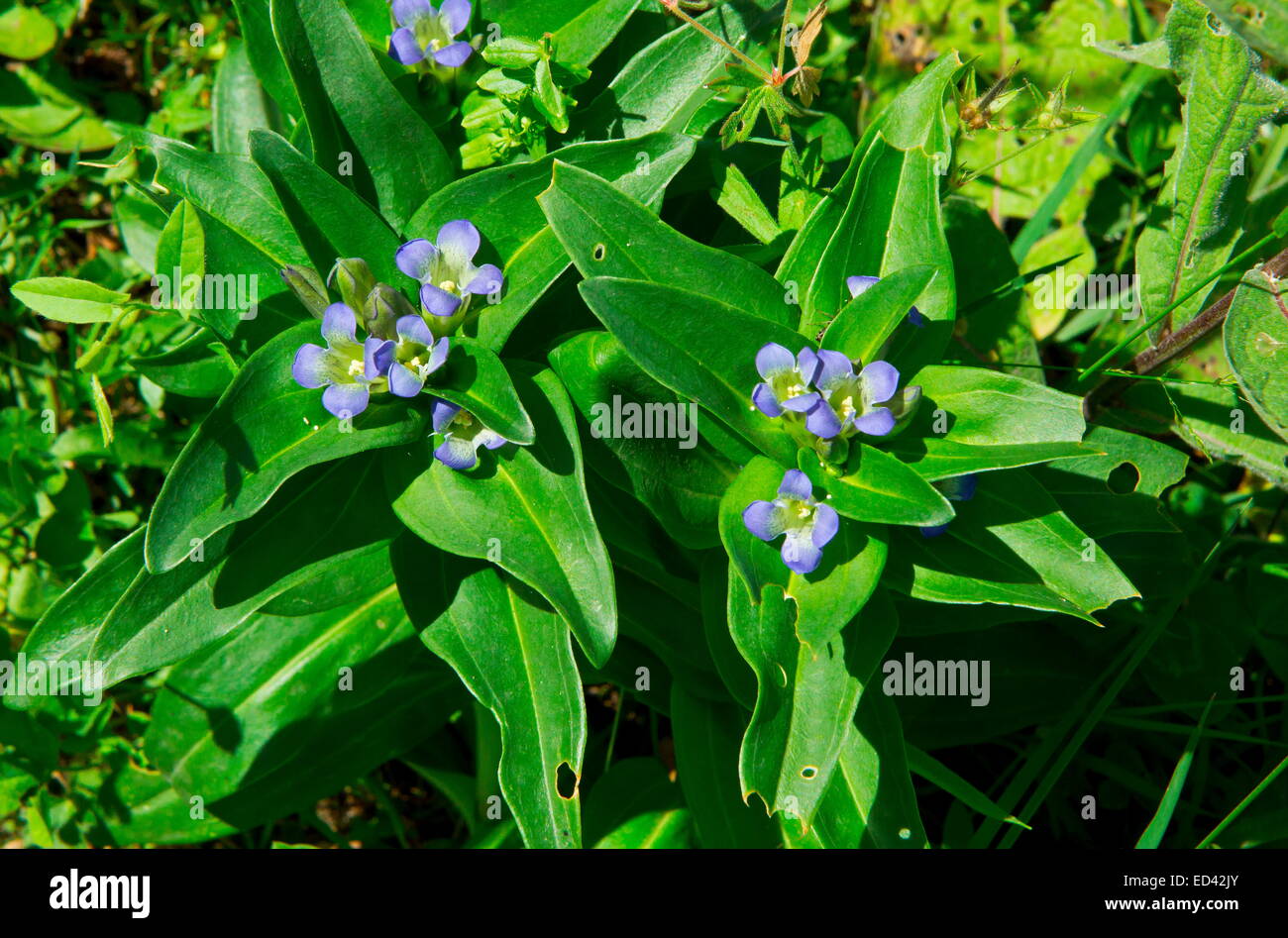 Kreuz Enzian Gentiana Cruciata in Blüte, mit Eiern von Berg Alcon blauer Schmetterling auf sie verstreut. Stockfoto
