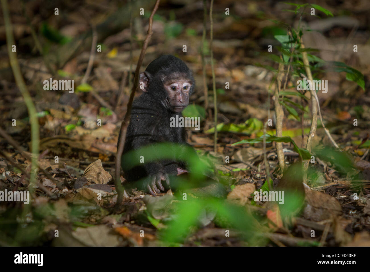 Ein makakes Baby (Alter unbekannt), das allein auf dem Waldboden im Naturschutzgebiet Tangkoko, North Sulawesi, Indonesien, spielt. Stockfoto